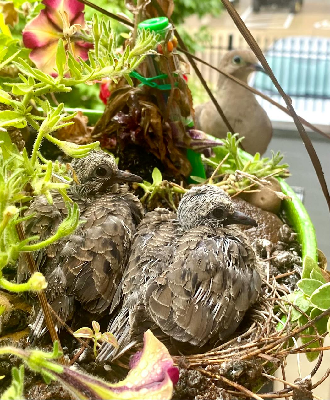 In less than a week after hatching the pair of chicks very nearly filled the nest. Mourning dove squabs will stay in the nest for the first 15 days of their life. 