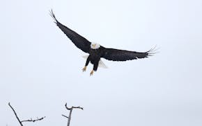 A bald eagle takes flight from a tree in Sax -Zim bog Sunday Dec. 30, 2018, in Meadowlands, MN.] DAVID JOLES &#x2022; david.joles@startribune.com Poss