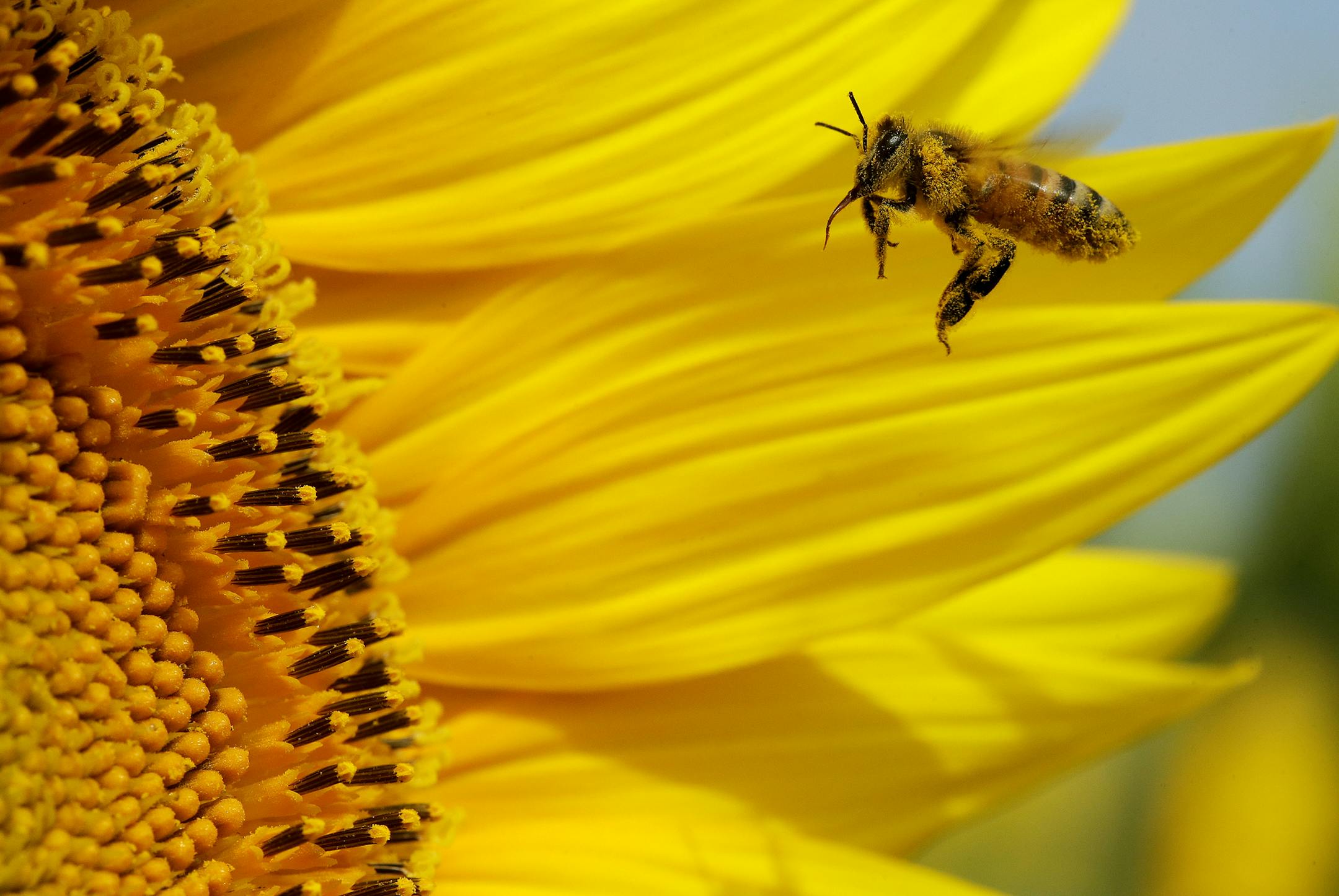 A bee collects pollen in a sunflower field, Monday, Sept. 1, 2014, near Lawrence, Kan. The 40-acre field planted annually by the Grinter family draws bees and lovers of sunflowers alike during the weeklong late summer blossoming of the flowers. (AP Photo/Charlie Riedel)