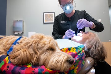 Ollie lay on Donna Hedin’s lap while April Kline performed during her dental cleaning at J&D Dental in Minneapolis. Hedin said that she has lifelong