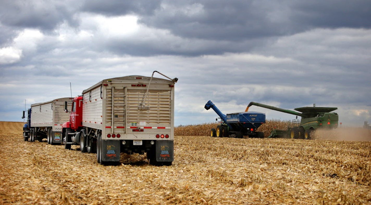 Members of the Peterson family, who operate Far-Gaze Farms, worked harvesting corn on one of their fields, this one 142 acres, Friday, Oct. 9, 2015,near Northfield, MN.](DAVID JOLES/STARTRIBUNE)djoles@startribune.com Crop estimates to be released Friday may show that Minnesota corn and soybean farmers are forecast to produce record crops in 2015, due largely to early planting and adequate summer rain. The healthy crops won't necessarily make farmers rich, since crop prices remain stubbornly low.