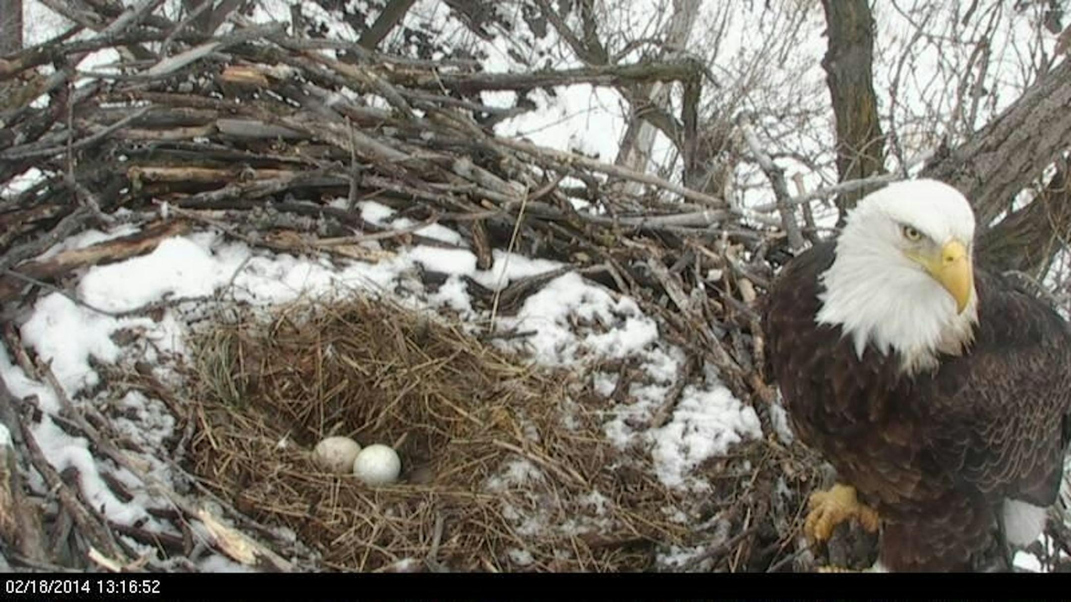 Two eggs have been laid by a pair of bald eagles at their nest in the Twin Cities.