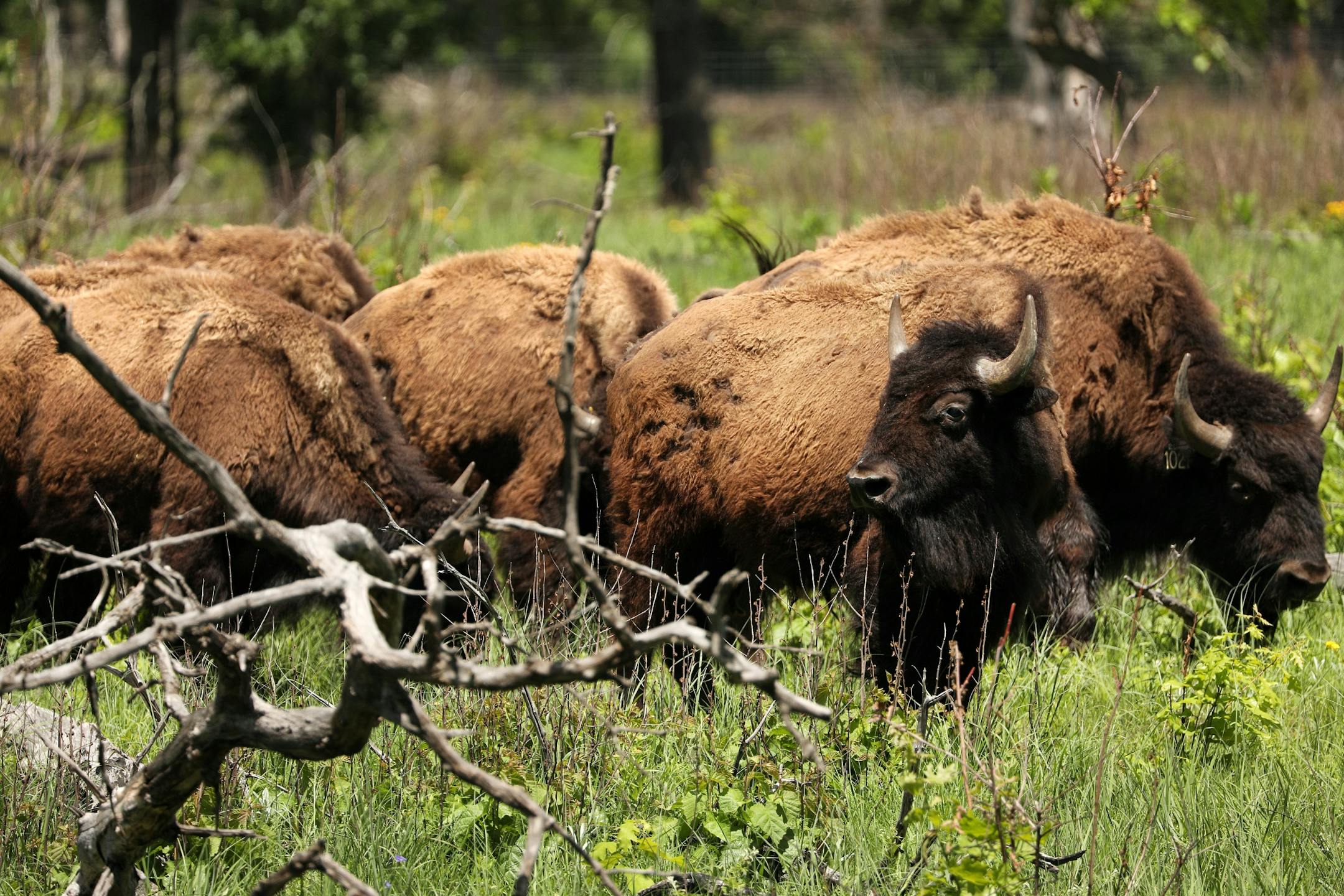 Bison from North Star Bison in Wisconsin roamed their new home Wednesday at the University of Minnesota's Cedar Creek Ecosystem Science Reserve in East Bethel.