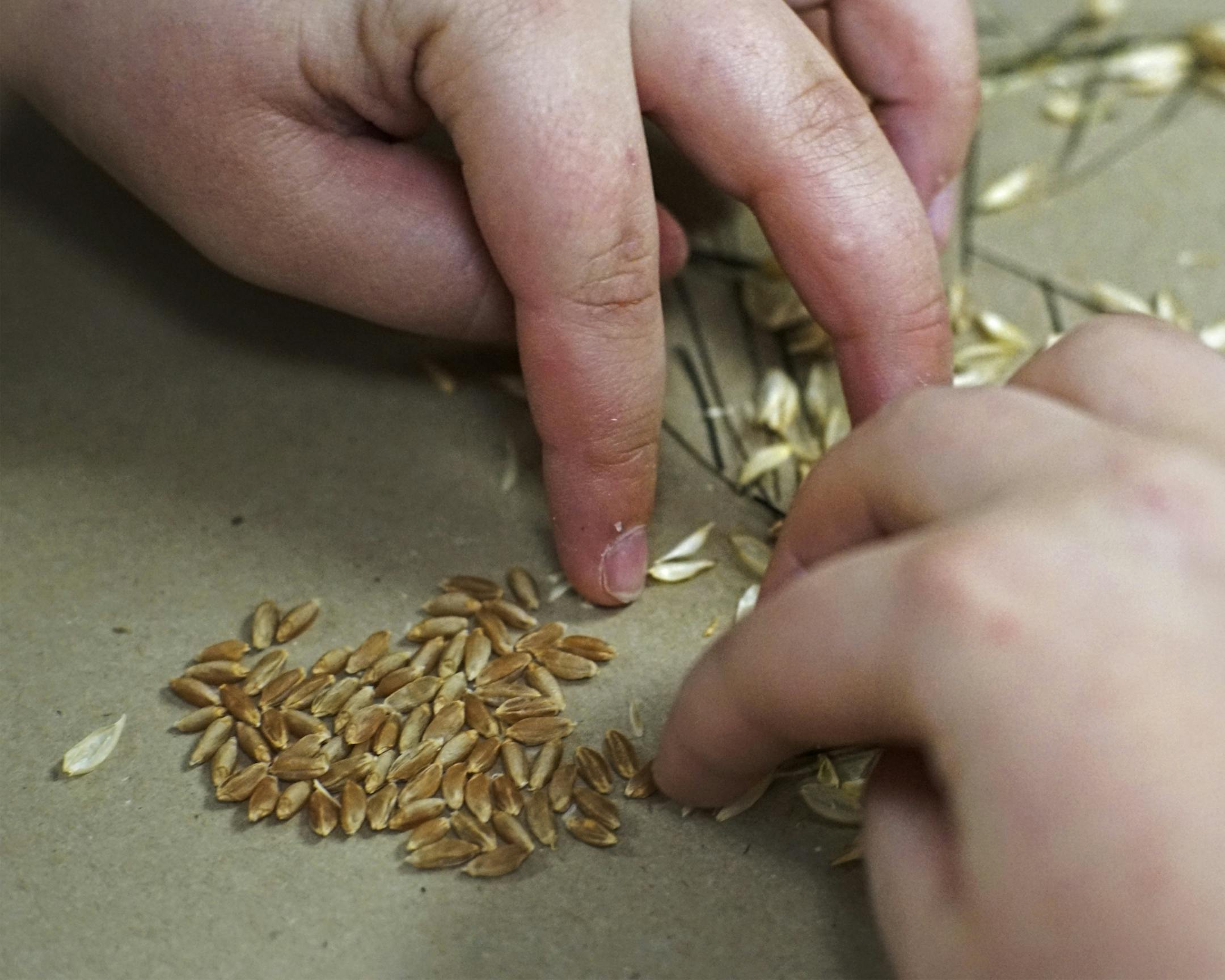 The wheat seed has to be separated from the chaff.