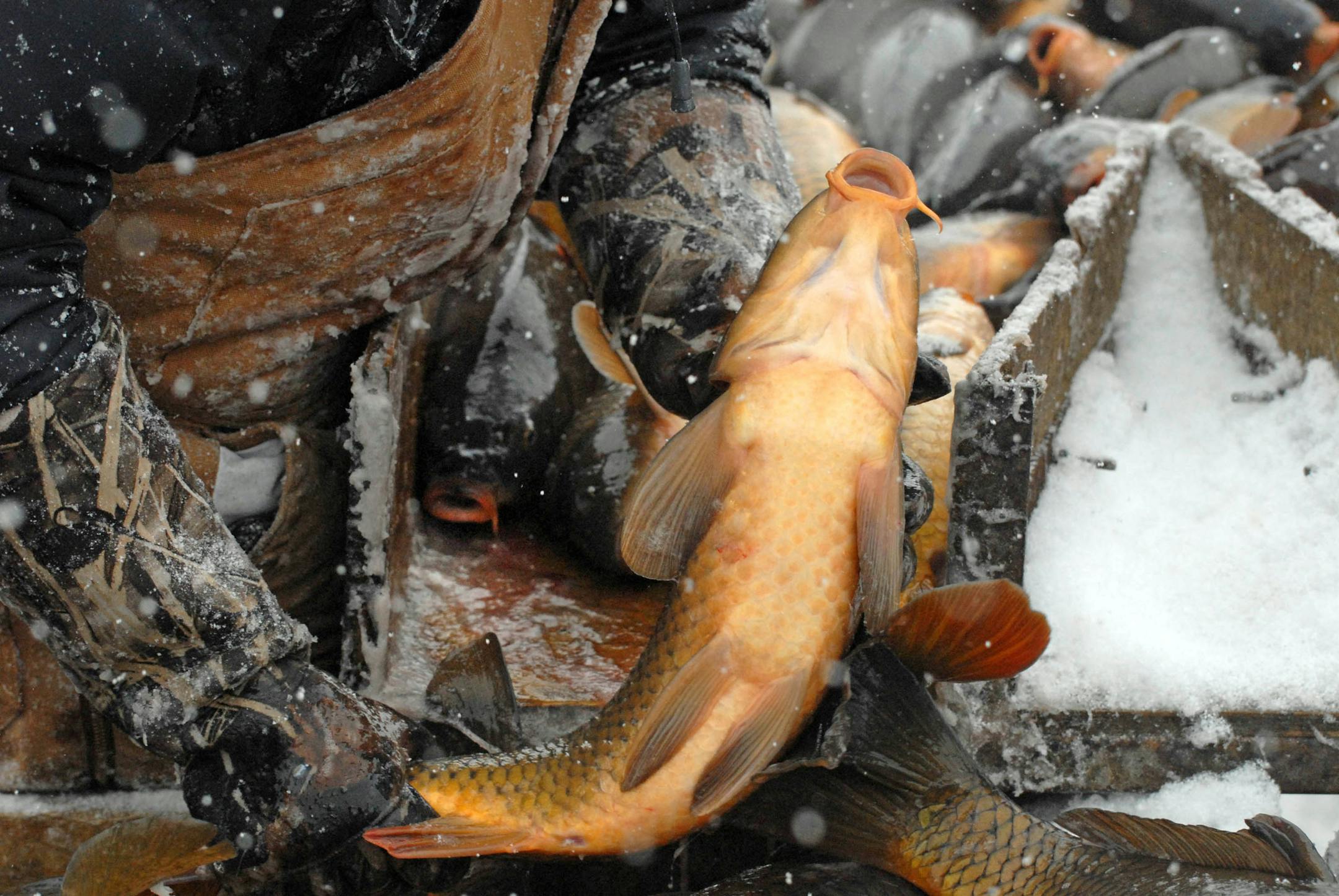 Lake Susan carp round up. Having found a way to reduce sea lampreys in the Great Lakes, Peter Sorensen now is taking on the common carp. The University of Minnesota biologist has begun a scientific study in three lakes in Eden Prairie and Chanhassen that could offer the first hope for thinning the nasty bottom diggers from lakes across the country. Two-thirds of all Minnesota lakes - and all metro-area lakes -
