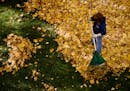 Sally Lunnen rakes leaves Monday, Nov. 3, 2008 from the lawn of the Roosevelt Inn in Coeur d'Alene, Idaho. (AP Photo/Coeur d'Alene Press, Jerome A. Po