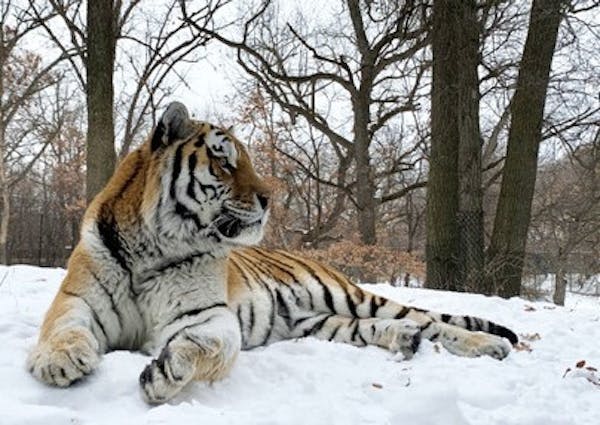 Putin, an Amur tiger at the Minnesota Zoo, died Wednesday during a medical procedure.