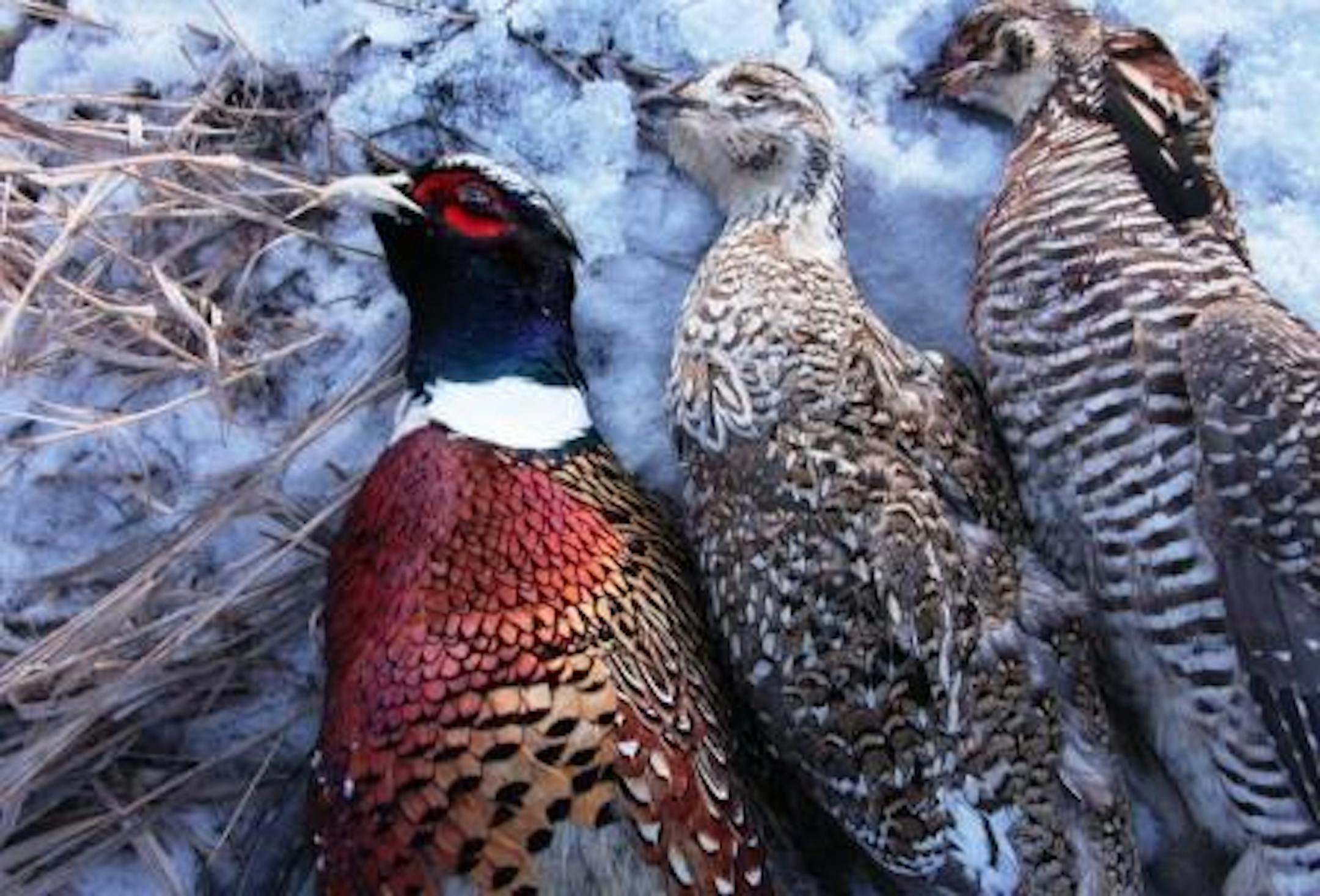 A Fort Pierre Triple: (from left to right) a rooster pheasant, sharp-tailed grouse, and a greater prairie chicken.