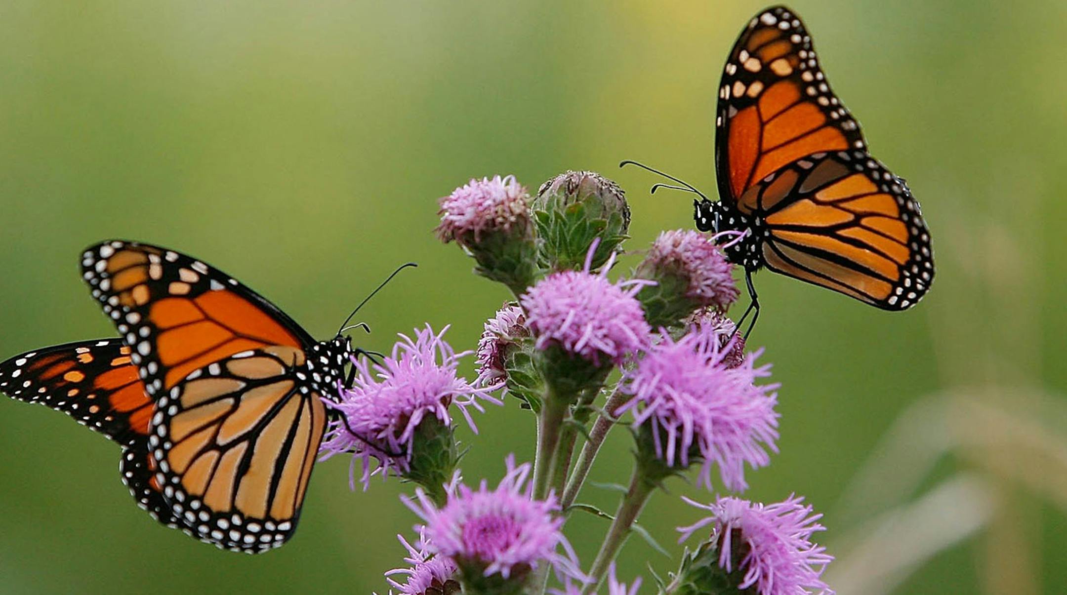 Two Monarch butterflies feed on a Blazing Star plant at the USDA Forest Service's Midewin National Tallgrass Prairie on the site of the former Joliet Arsenal in Wilmington, Illinois, Friday, September 1, 2006. Native plants such as milkweed can draw pollinators to your yard. (George Thompson/Chicago Tribune/MCT) ORG XMIT: 1156667