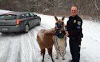 Eagan police: We have '2 runaway llamas in custody on Skyline Drive'