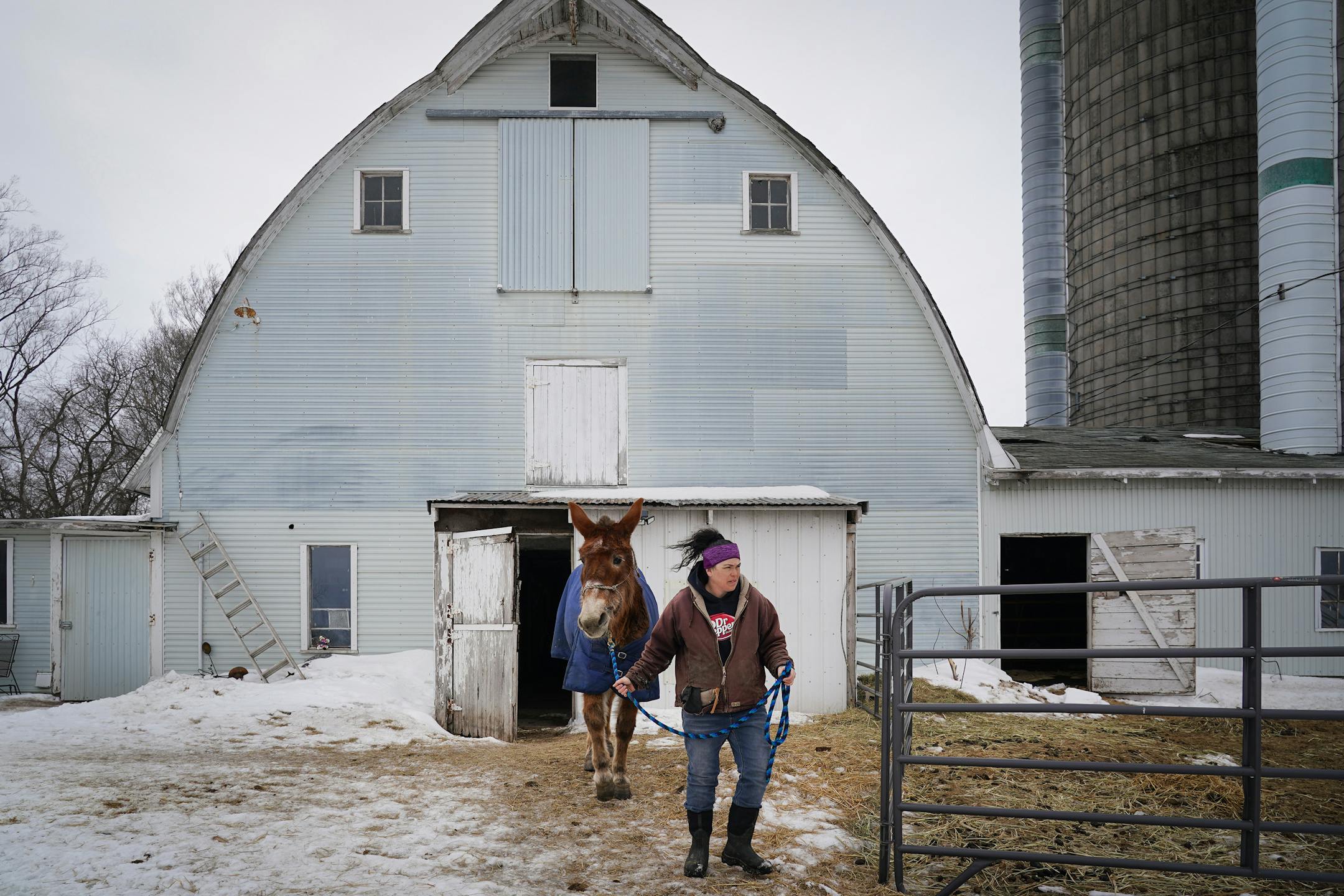 Kym Garvey leads Fern the mule out of the barn at Save the Brays Donkey Rescue in Milaca, Minn.