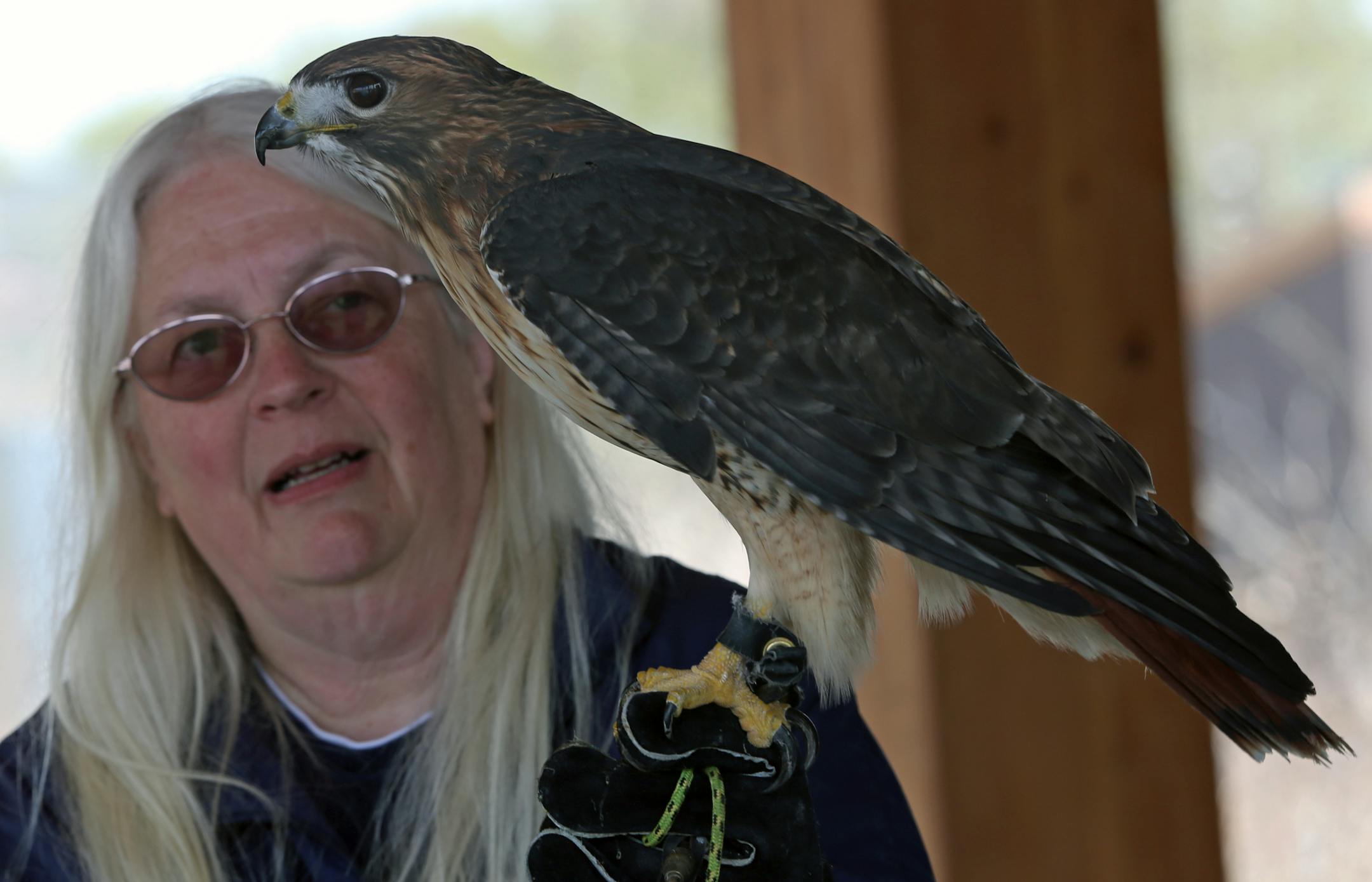 Pauline Bold of the Richardson Nature Center held a red tail hawk during a demonstration at the Nature Fest 5th birthday celebration at the McColl Pond Environmental Learning Center on 5/10/14. The McColl Pond Environmental Learning Center in Savage, hailed as a groundbreaking way to educate the community about environmental issues when it opened in 2009, is celebrating its fifth "birthday." We'll look at how the first five years have gone and how well it's achieving its mission.] Bruce Bisping/