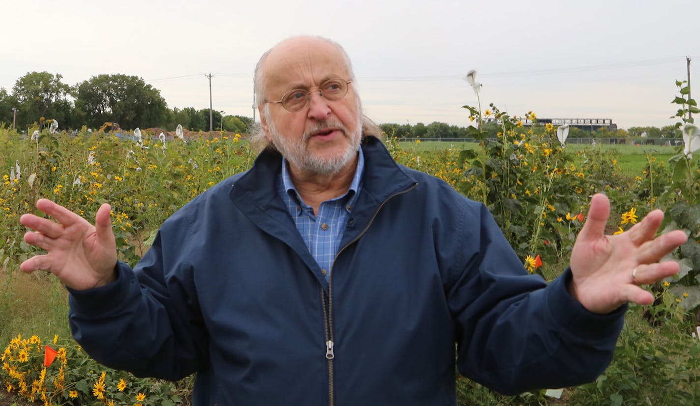 Don Wyse, a University of Minnesota agronomy professor and researcher, stands in front of perennial sunflowers that are part of the Forever Green initiative at the school. These sunflowers would help the soil and water conditions and provide year-round cover for wildlife. Other new crops also are being studied at the U.