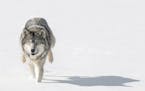 Grey Wolf (Canis lupus) Bounds Through Snow Towards Viewer - captive animal