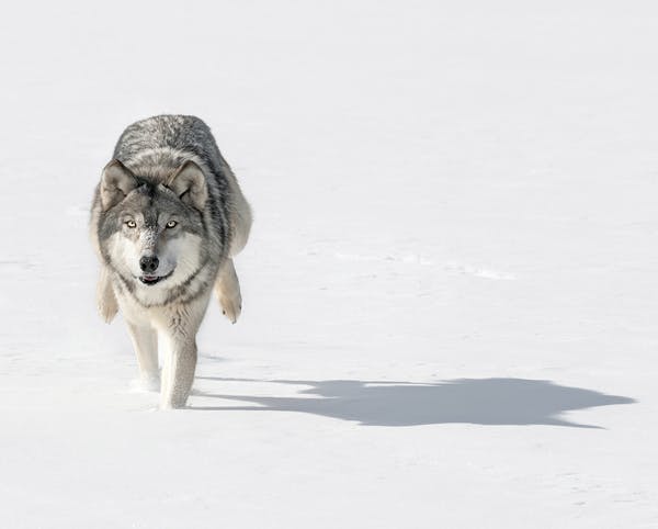 Grey Wolf (Canis lupus) Bounds Through Snow Towards Viewer - captive animal