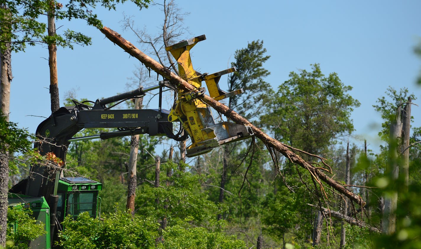 A forester uses a feller buncher to remove dead wood from the forest.] St. Croix State Park is in the process of recovery of 13,000 acres of trees that were blown down, along with many buildings at the park. Mother Nature is healing itself after 3 years, the DNR is both helping that process -- and not helping it, as the case may be.They are still clearing out timber and using controlled burns to help promote growth. Richard.Sennott@startribune.com Richard Sennott/Star Tribune Hinkley Minn. Tuesd