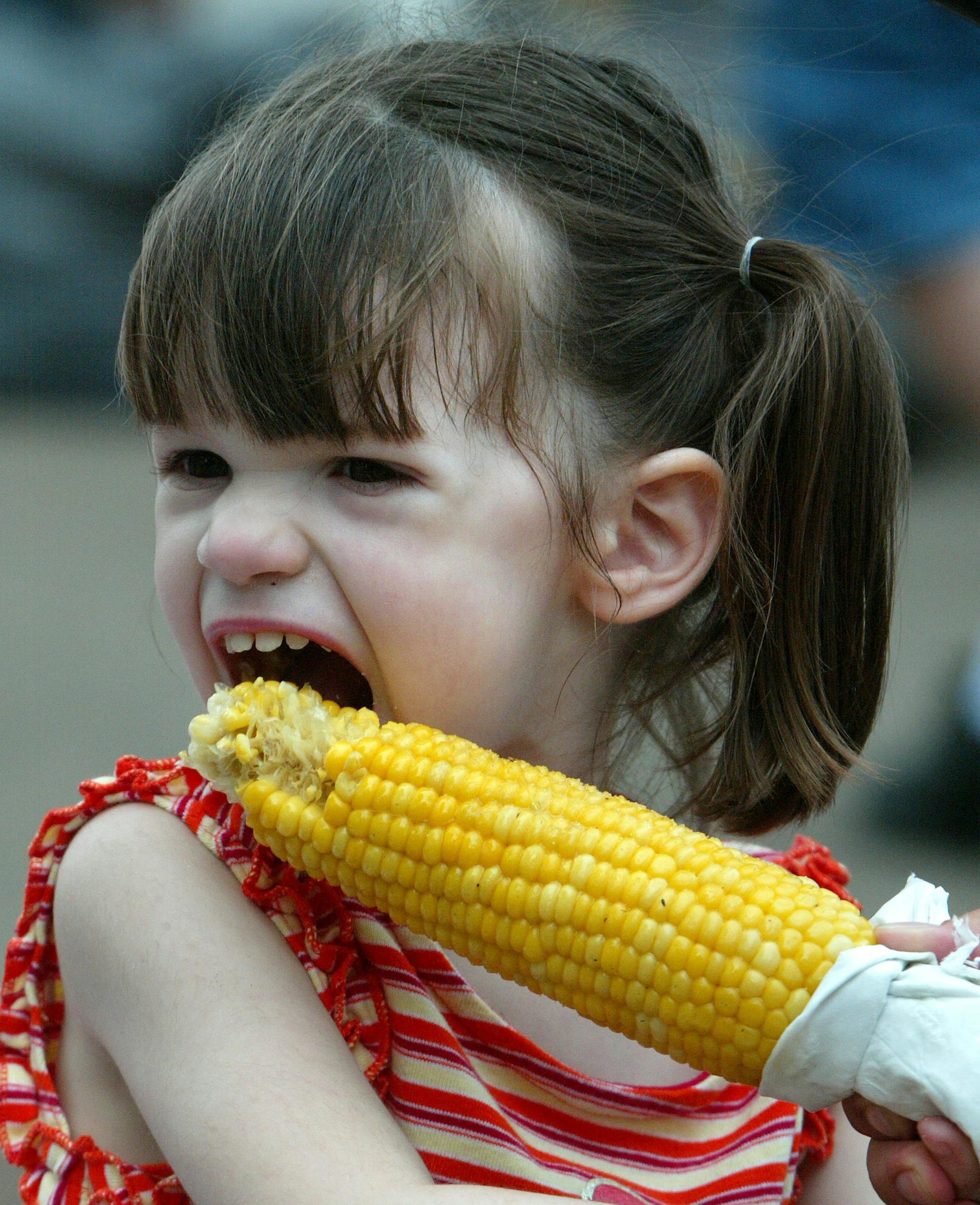 Lindsey Twigg, 2 1/2, St. Paul Park did her best to devour some roasted corn on the cob. GENERAL INFORMATION: FALCON HEIGHTS, MN - 8/24/2003 - SUN - Stand alone feature for Spadia for Monday paper. Minnesota State Fair ORG XMIT: MIN2013081214095144