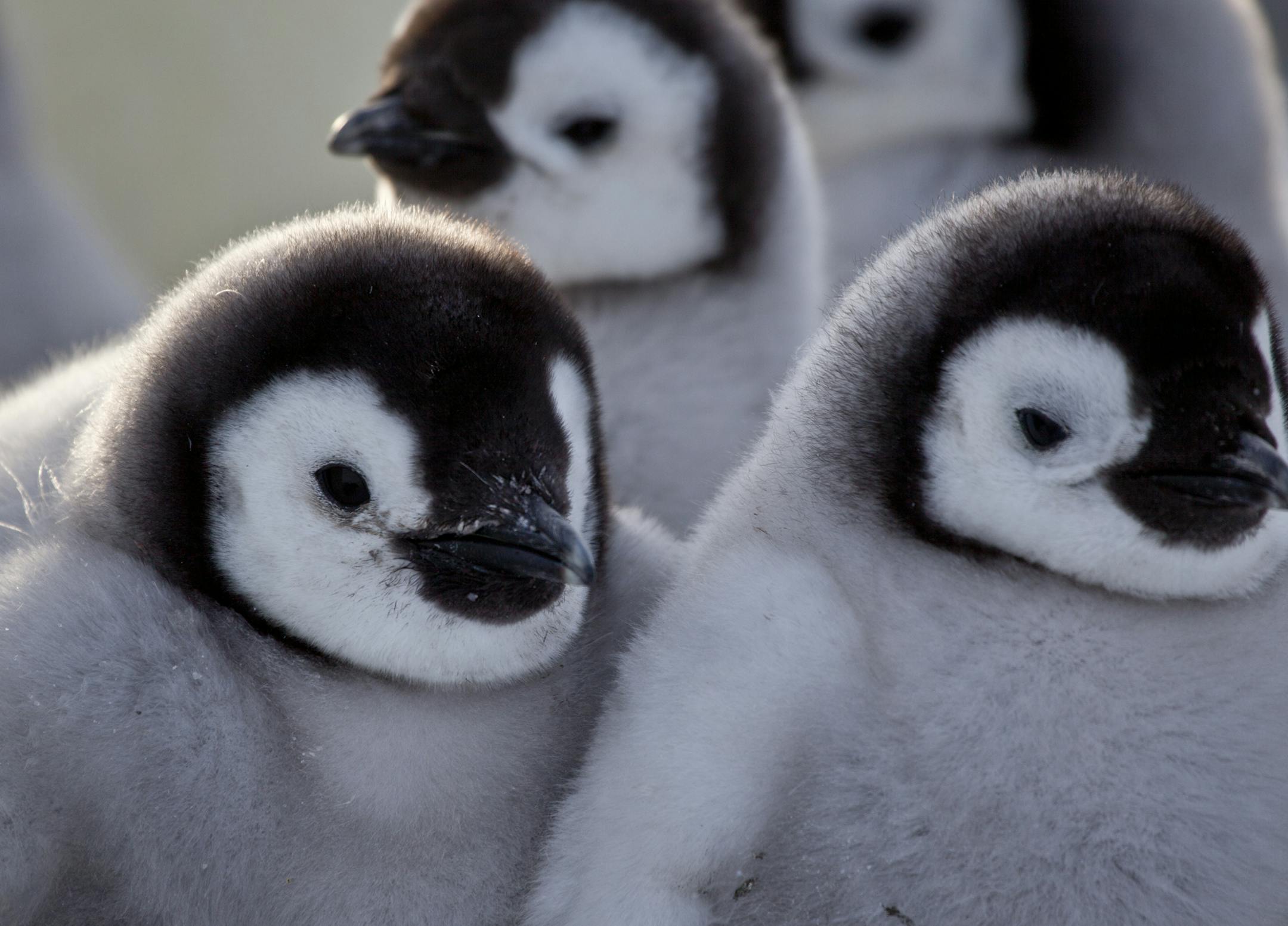 Episode 3: Growing Up.Picture Shows: Chicks in huddle . Antarctica. ORG XMIT: Producer Deliverable