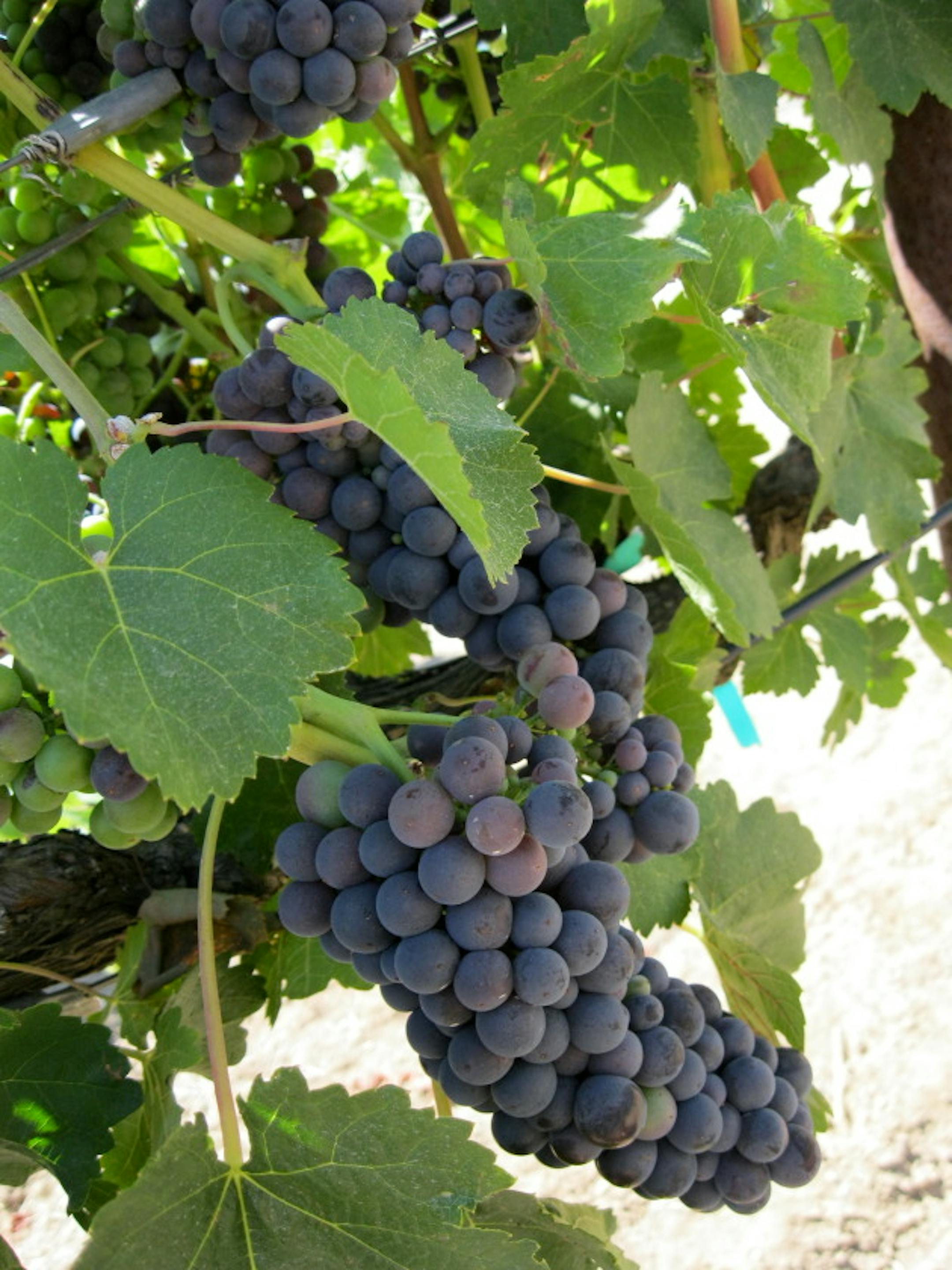 Beautiful Petite Sirah grapes at Foppiano ...