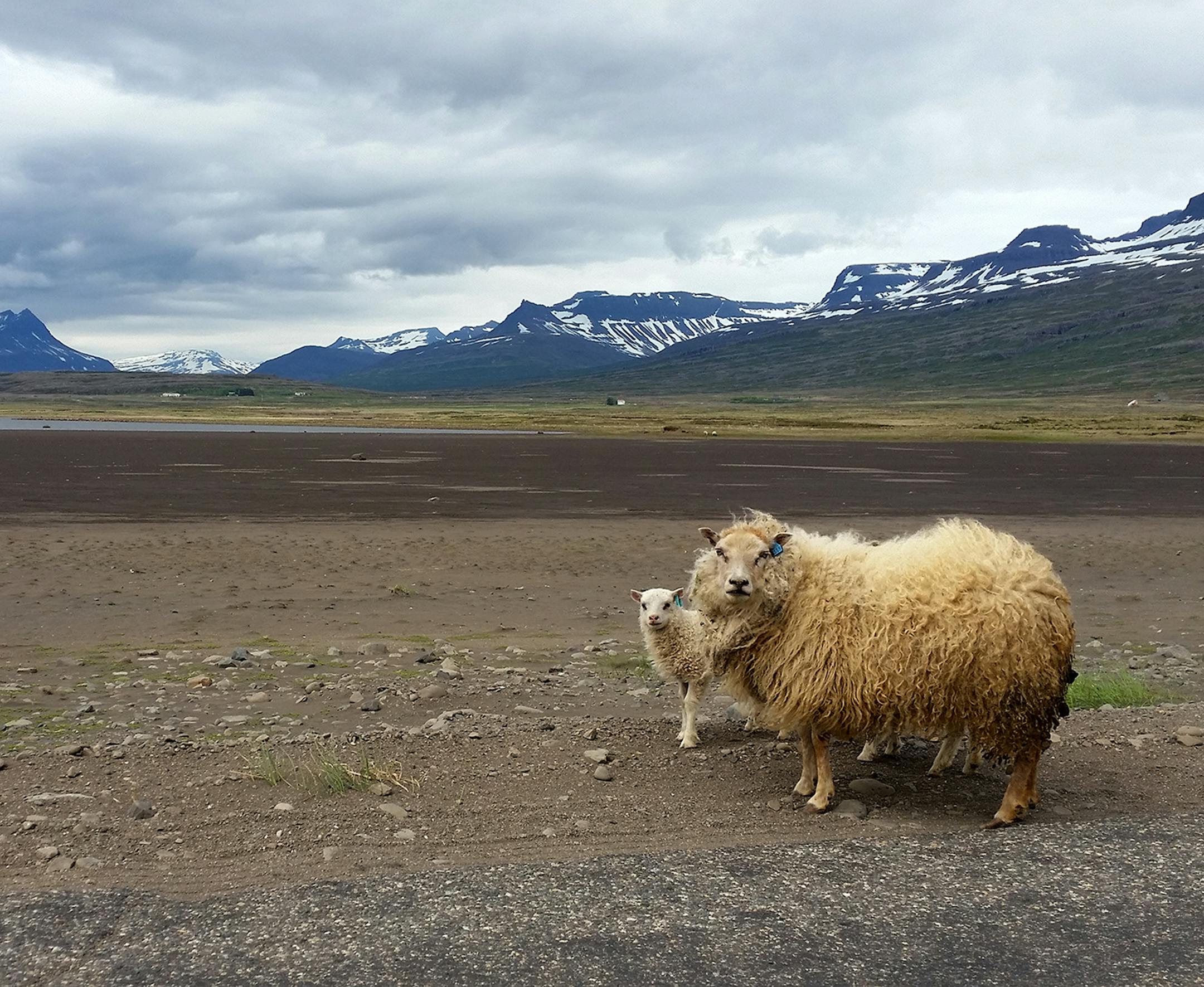 please write my name as "Shari Brandli" (note that my last name has an "L" between the "D" and the "I"--that gets missed frequently). I live in Mason City, IA, but I'm (proudly) from Warroad, MN. I took this photo using nothing more than my Samsung Galaxy 5 smartphone camera--and apparently my ability to "baa" in Icelandic! I love the combination of the landscape's desolate beauty and the whimsical curiosity of the sheep--especially the fact that two of them are staring directly at me (the other