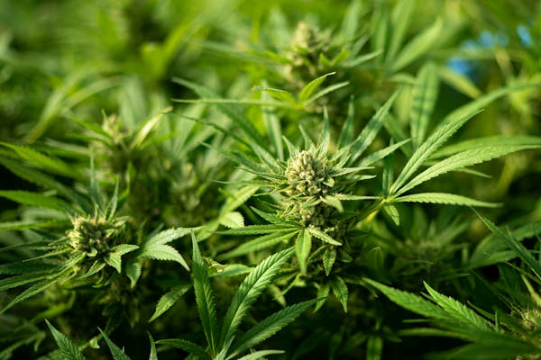 Minnesota Democrats make recreational marijuana legalization part of election pitch