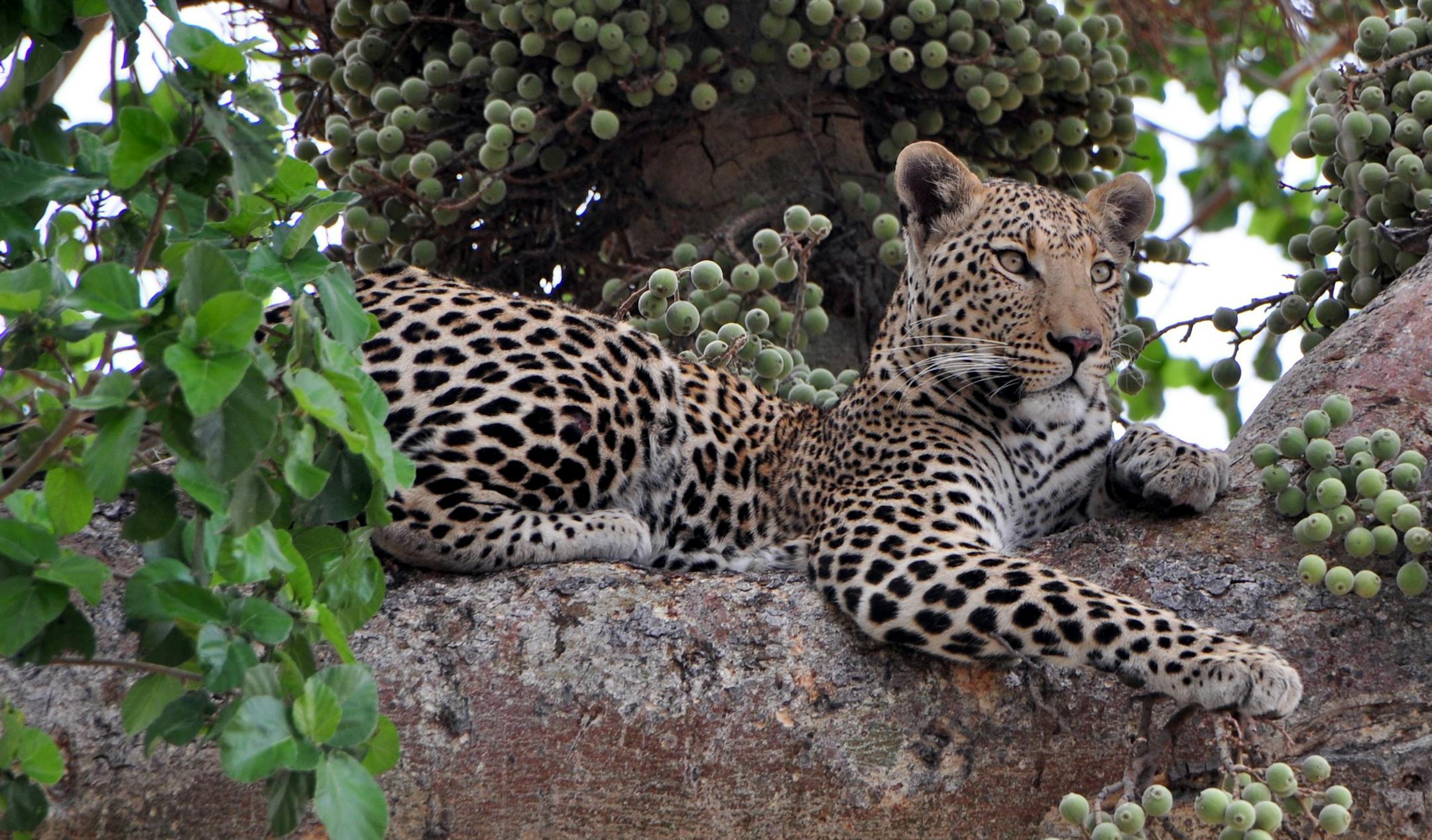 Thank you for your email. You have my permission to run this photograph.
THE TRAVELER: Tom Koch of Edina, Minnesota THE SCENE: This photograph was taken while on a photographic wildlife safari in South Africa, Botswana, Zimbabwe and Zambia. THE TRIP: Koch, along with his wife, were staying in tented camps while on this trip in southern Africa. We would be escorted to our tent after dinner by the guides to make certain we would not encounter any wildlife after dark. At night, we could hear the de