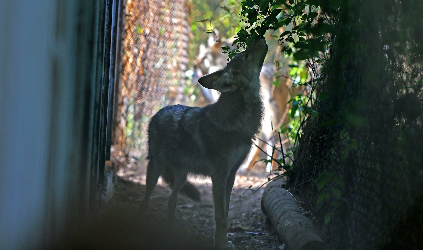 A young wolf tasted tree leaves at the Wildlife Science Center near Forest Lake, Tuesday, August 27, 2013. Peggy Callahan is the founder and executive director of the center. (ELIZABETH FLORES/STAR TRIBUNE) ELIZABETH FLORES &#x2022; eflores@startribune.com ORG XMIT: MIN1309021025430910