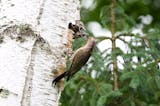 Two juvenile flickers with beaks open peep out of a hole in a tree, with their parent perched outside.