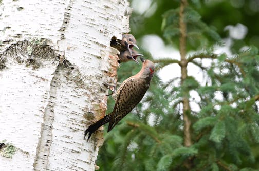 Two juvenile flickers with beaks open peep out of a hole in a tree, with their parent perched outside.