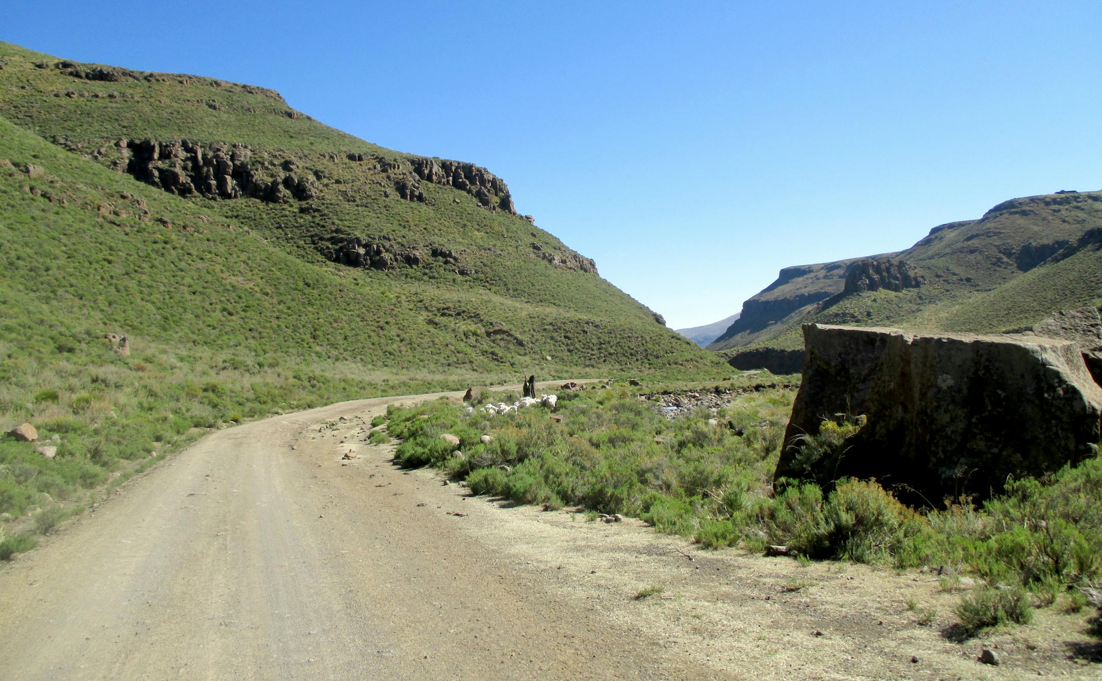 Shepherd & flock in Mokhotlong District (photo credit: Ellen Block)