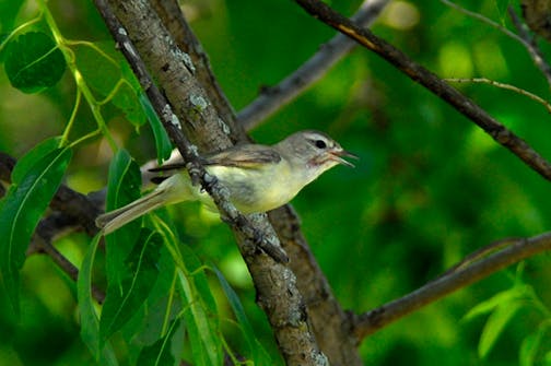 A warbling vireo sings while perched on a branch.