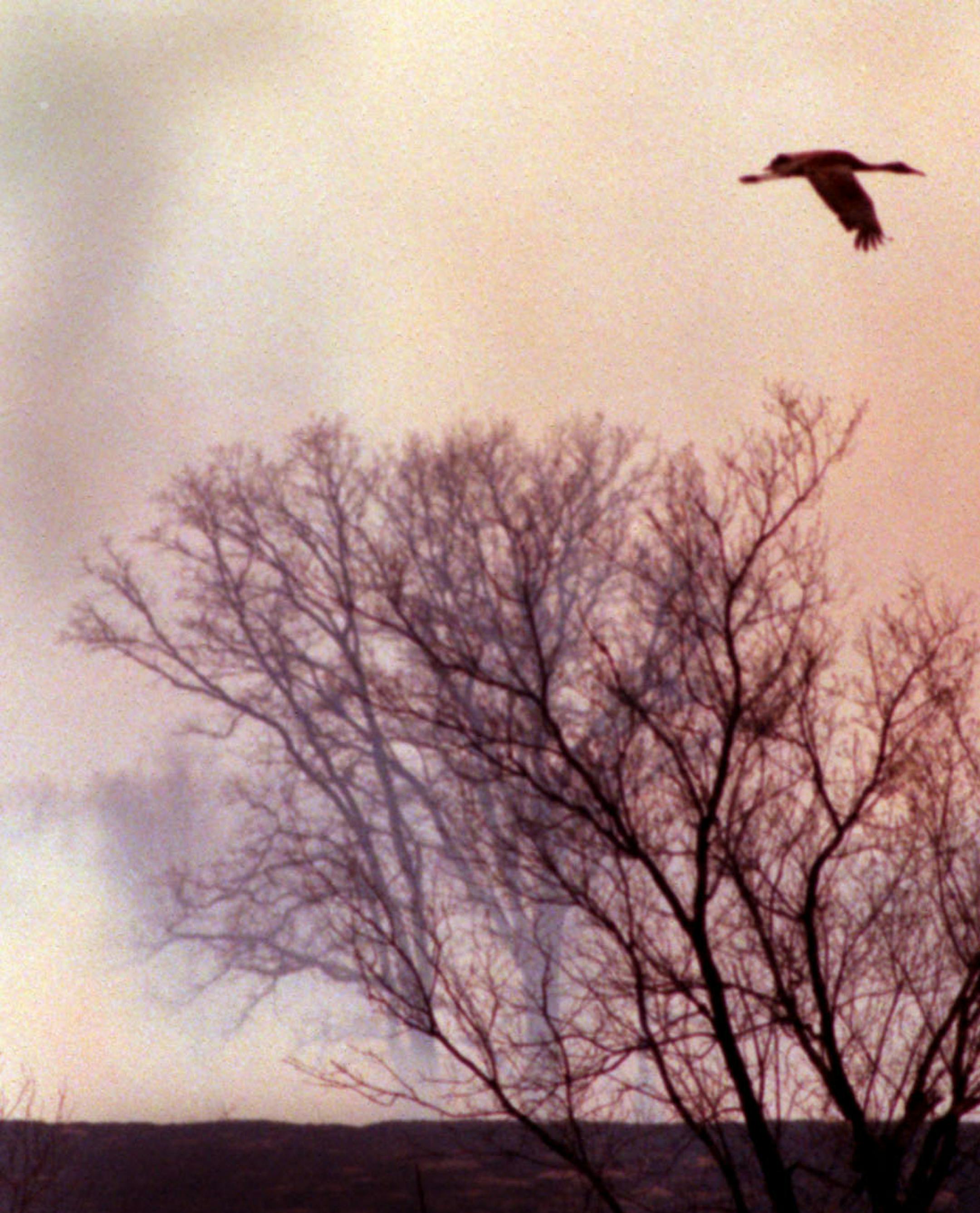 Story on prescribed burning of grasslands; why they do it, what the benefits are. Burning Oak Savanna one of the rarest ecosystems in the Midwest at Sherburne national wildlife refuge -- Sandbill crane flies over prescibed burn at