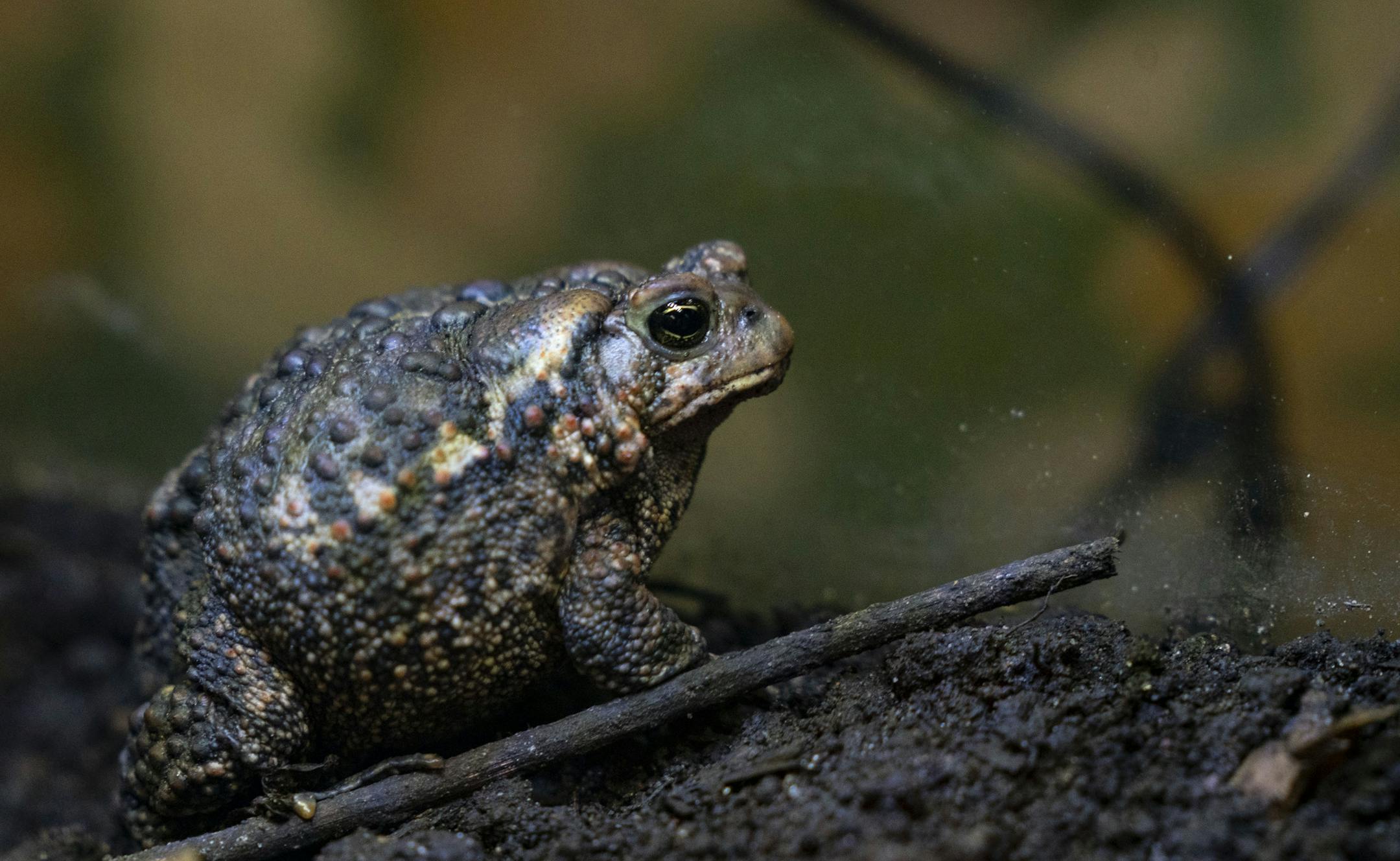 The Maplewood Nature Center's resident toad stands In his tank on Friday afternoon.] ALEX KORMANN • alex.kormann@startribune.com Most folks just hear the croaking of frogs.
But a group of keen-eared Maplewood volunteers can dissect that familiar soundtrack of summer. They hear more than a dozen different varieties of frog and toads in the Twin Cities all with own distinctive songs ranging from a chorus of sleigh bells, the quacking of ducks to the plucking on a banjo. Naturalist Carole Ge