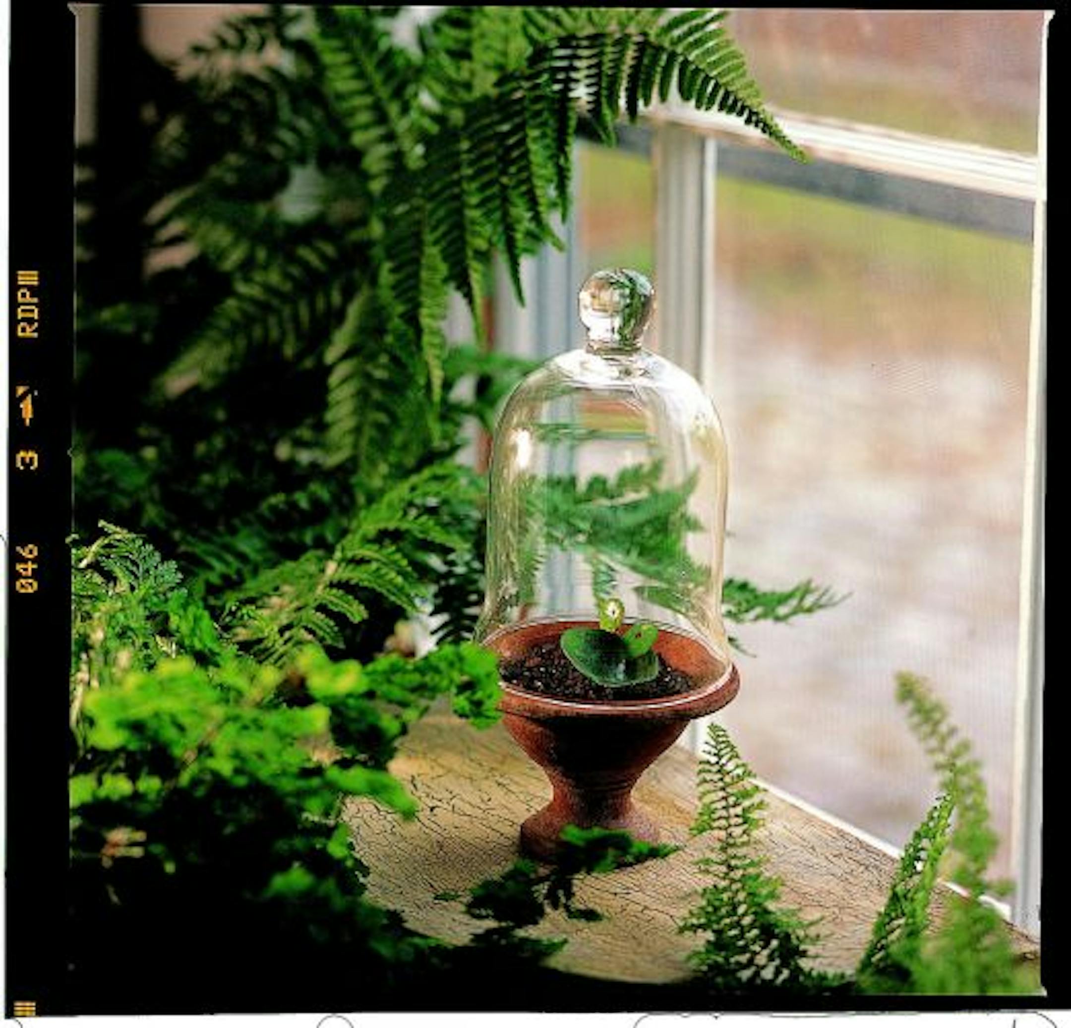 An arrangement from the book "The New Terrarium" by Tovah Martin.