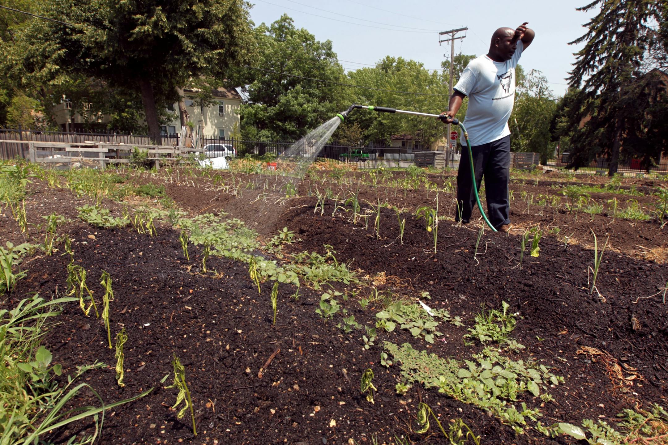 Carlos McNeal sprayed water on a community garden in the 3000 block of Emerson Avenue north Monday July 02, 2012 in Minneapolis, MN. Carlos worked with a group teens as part of summer youth employment program to help kids in North Minneapolis.