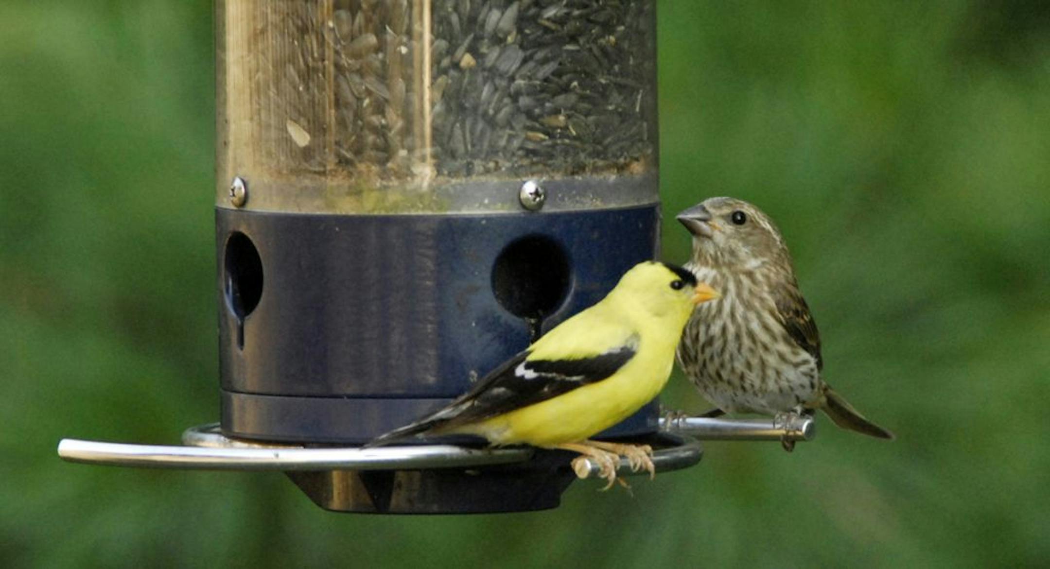 A goldfinch and purple finch give this clean feeder four stars for hygiene.