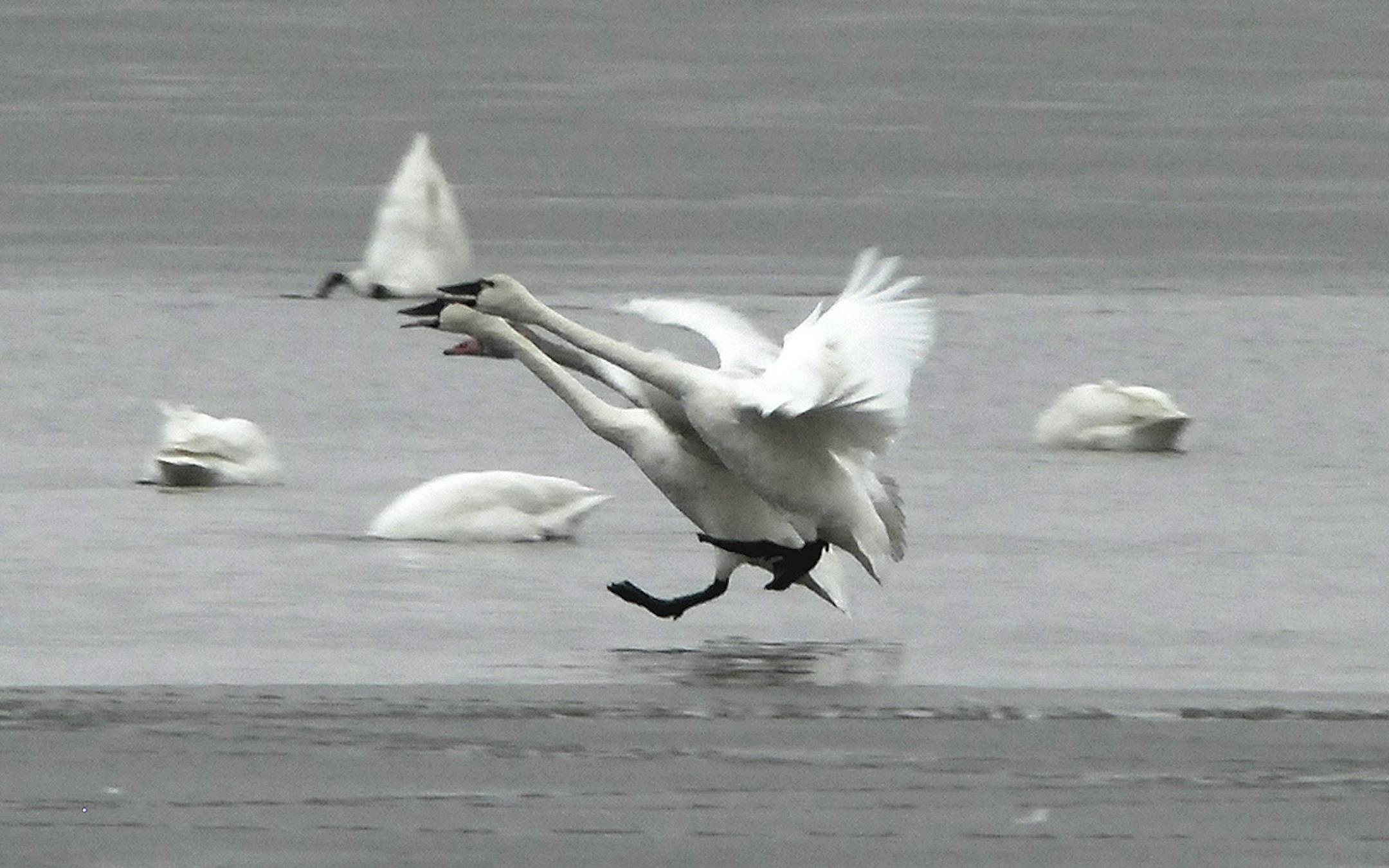 Tundra swans come in for landing credit: Jim Williams, Special to the Star Tribune