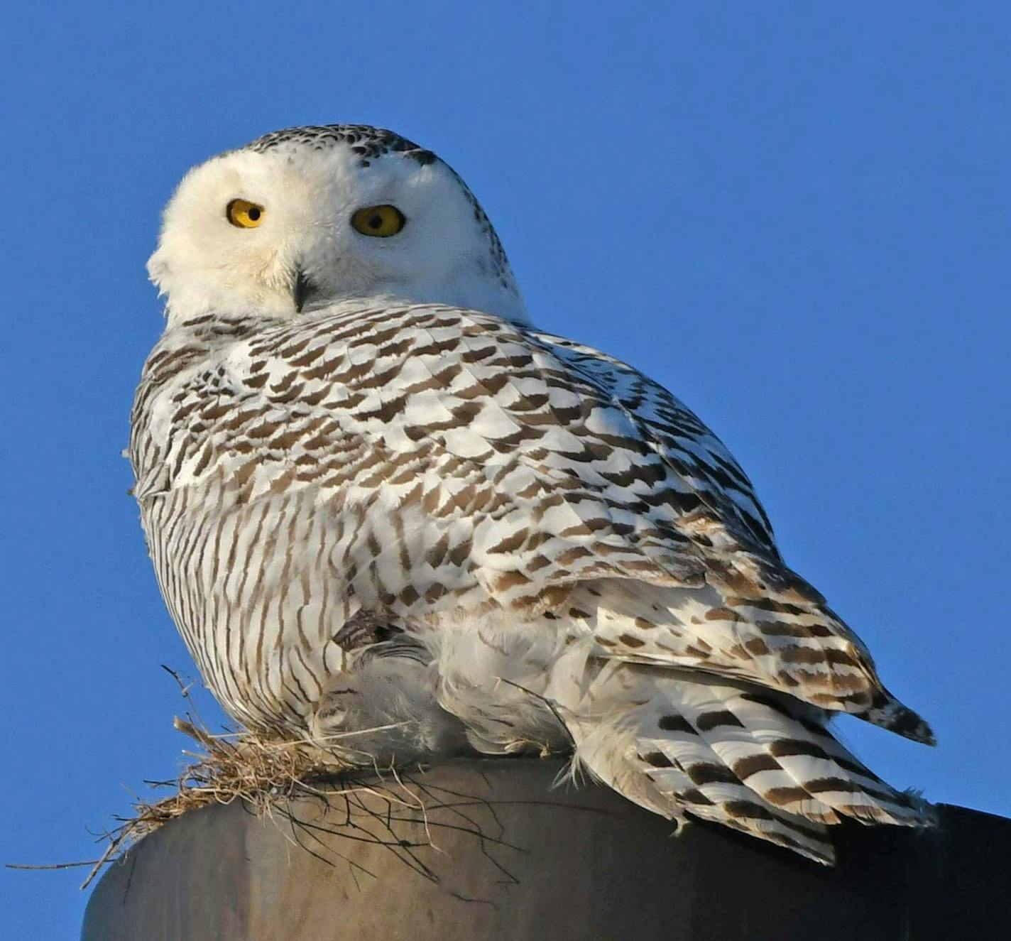 Snowy owl [Photo by Reggie Gauger] One time use only with Val's column