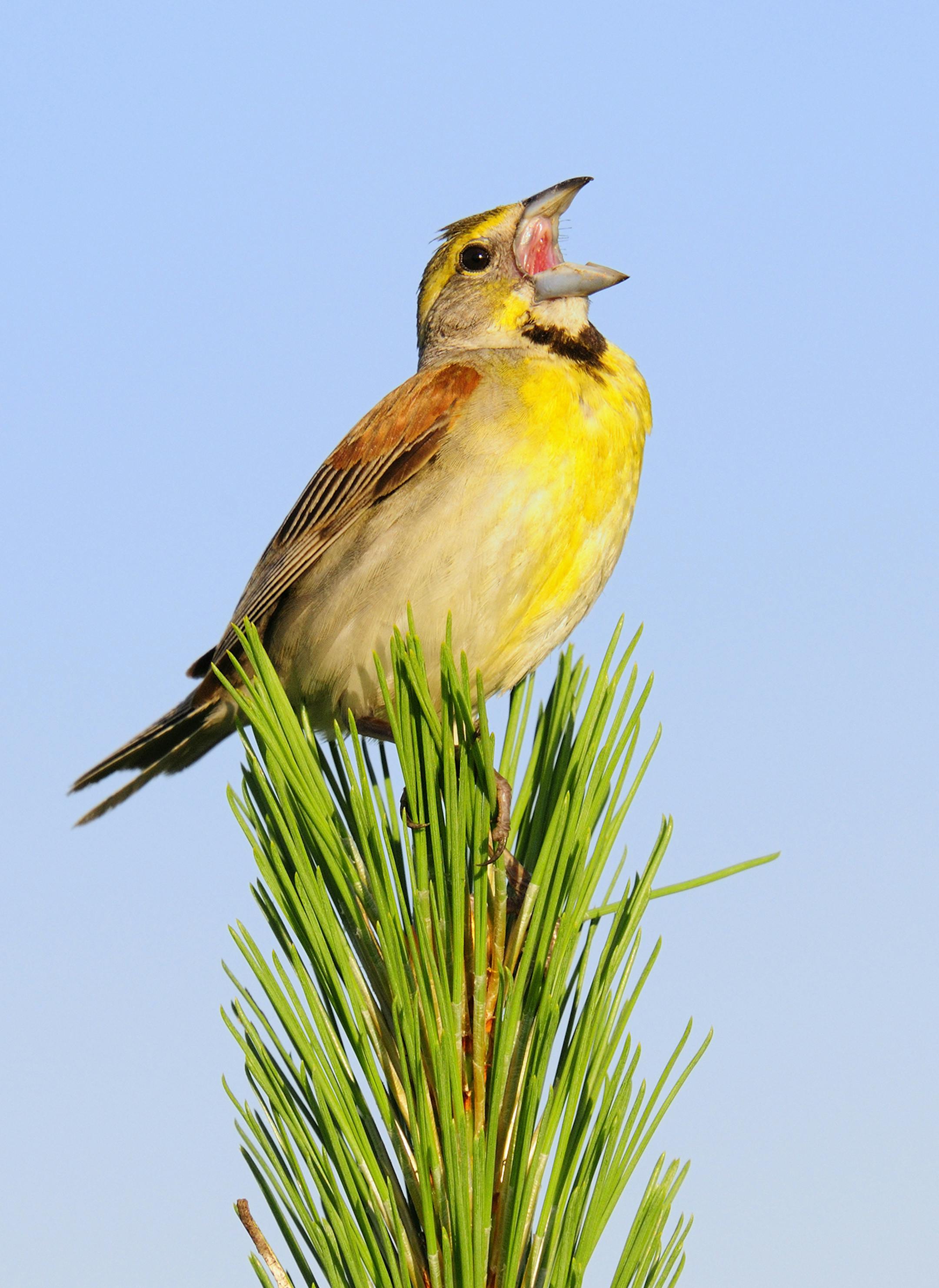 A male dickcissel bellows out a love song to any female willing to listen. Dickcissels are birds of the open spaces and their song is loud and clear on calm mornings.
