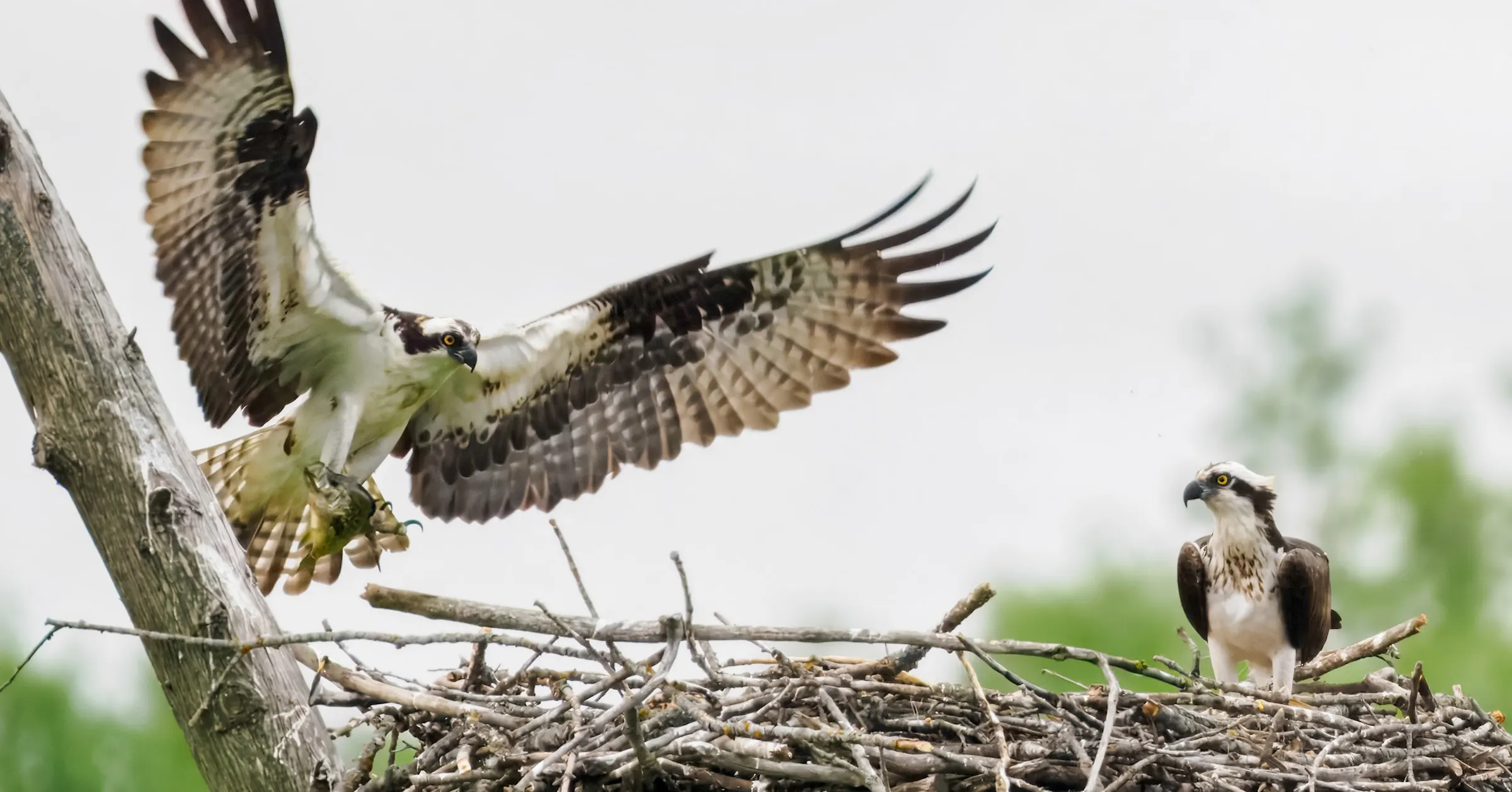 Vogeleltern drängen darauf, ihre Jungen aus dem Nest zu holen
