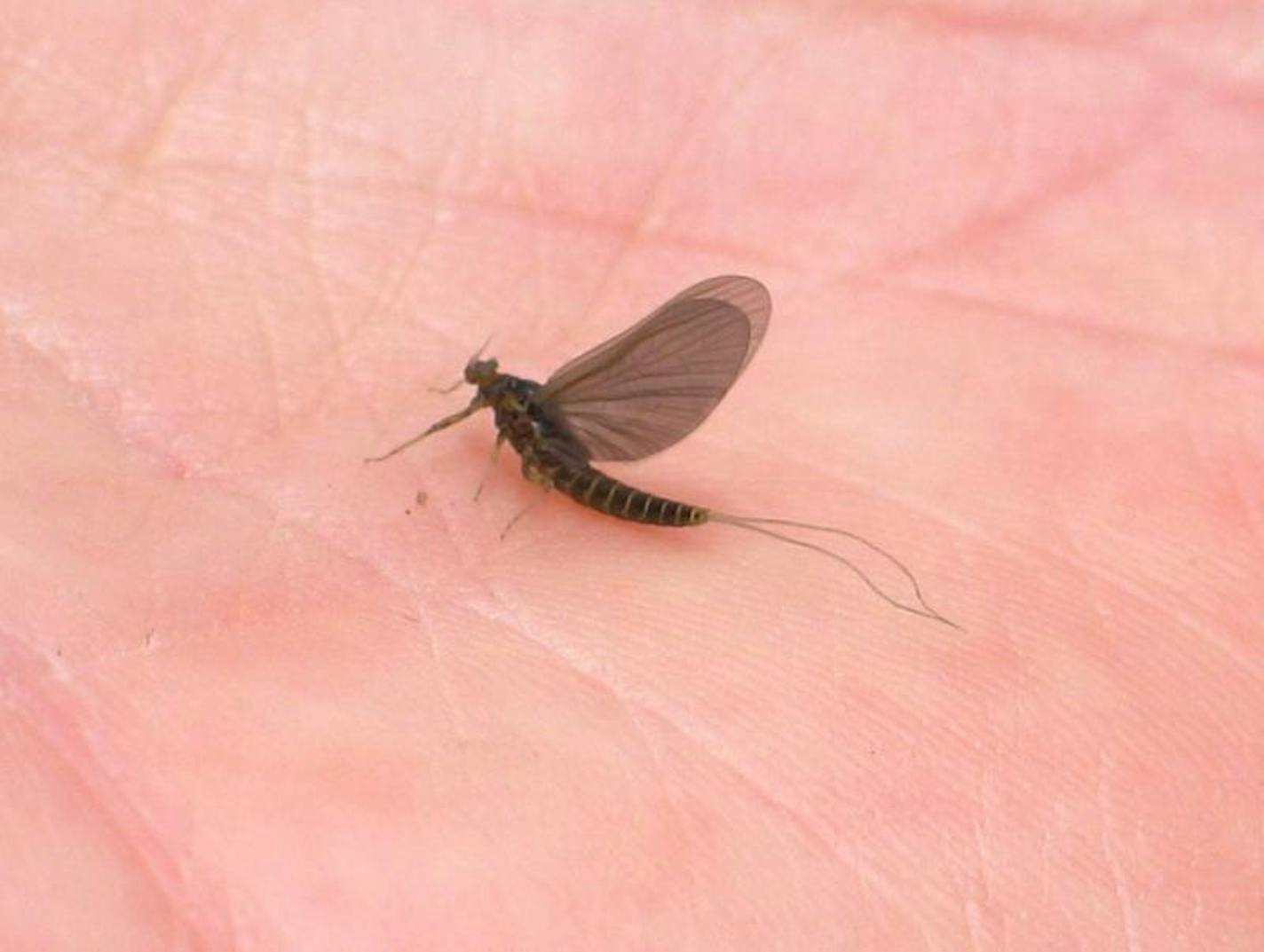 BWO(blue wing olive) Mayfly