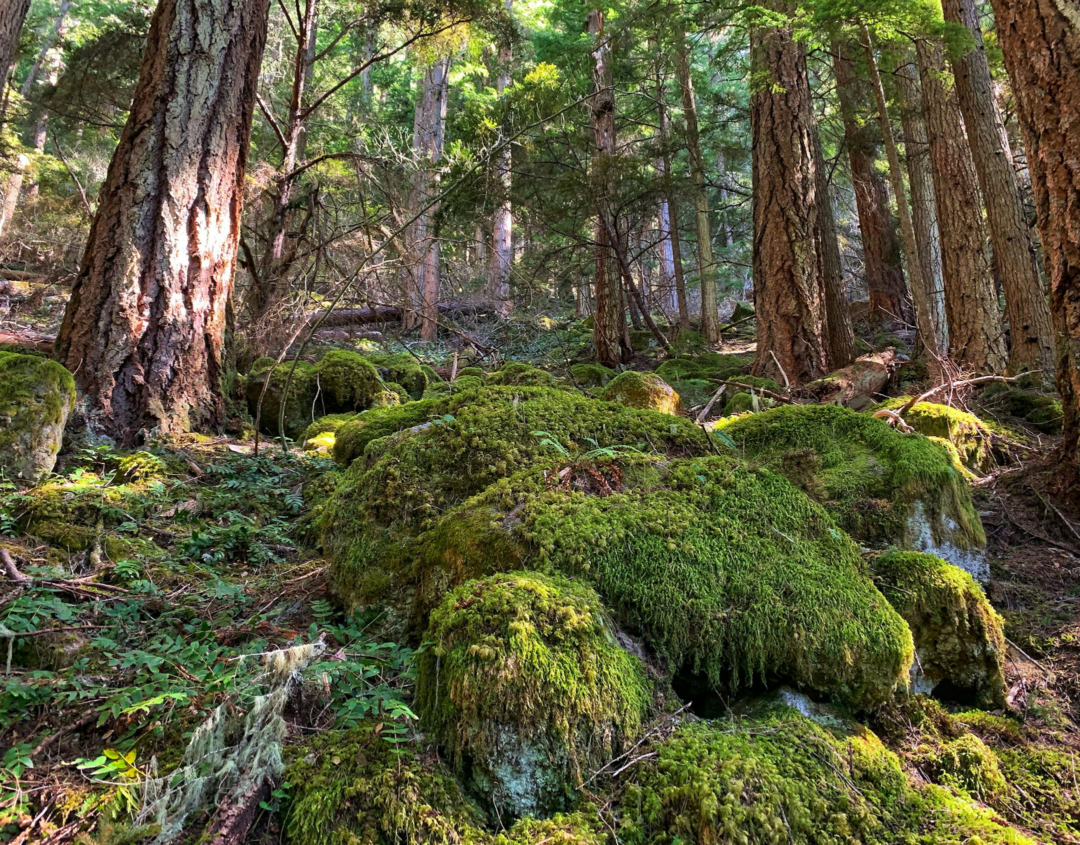Mount Rainier National Park, Pacific northwest temperate forest. Jason Lu, Falcon Heights
Mount Rainier National Park, Pacific northwest temperate forest.
Cell Phone
Panoramic photo from Low to High.
Shows the beauty and serenity of a lush forest.
Minnesota has many awesome hiking trails, but there is just something mystical about mountains =) 651-216-9650