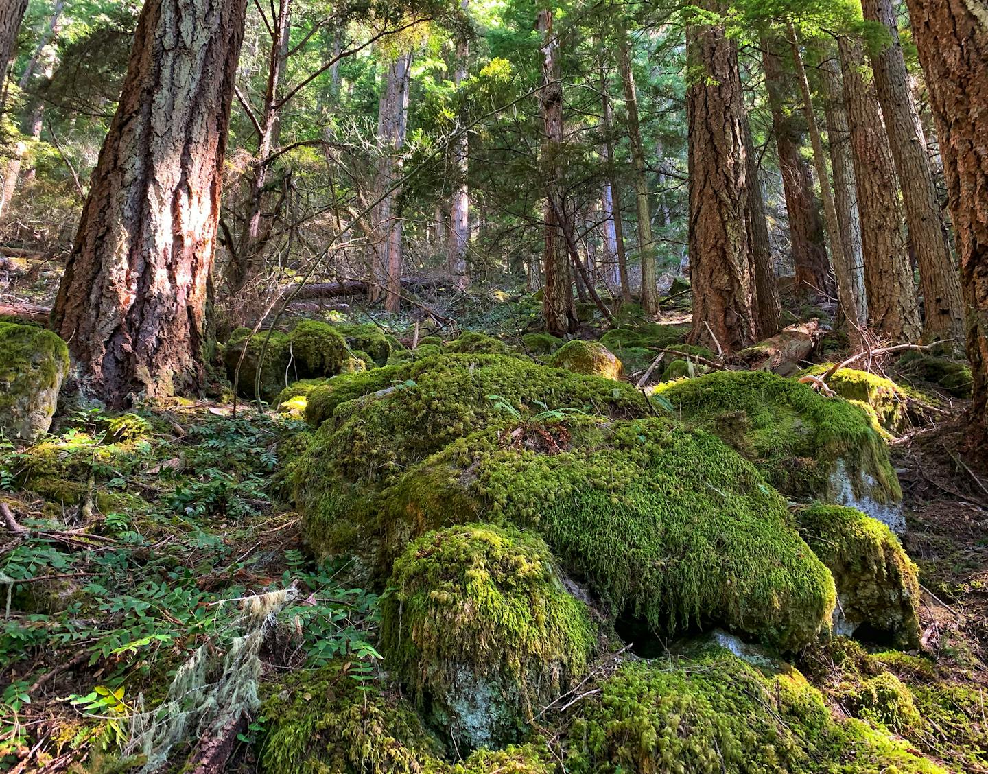 Mount Rainier National Park, Pacific northwest temperate forest. Jason Lu, Falcon Heights
Mount Rainier National Park, Pacific northwest temperate forest.
Cell Phone
Panoramic photo from Low to High.
Shows the beauty and serenity of a lush forest.
Minnesota has many awesome hiking trails, but there is just something mystical about mountains =) 651-216-9650