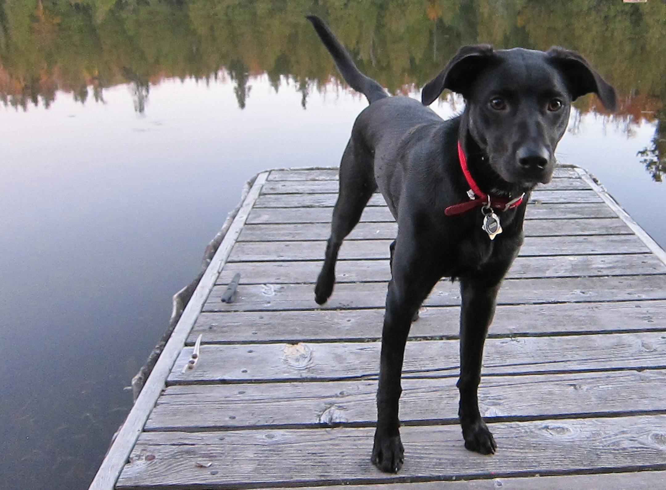 Rosie, of St. Paul, vacationing along the Lake Superior Trail.