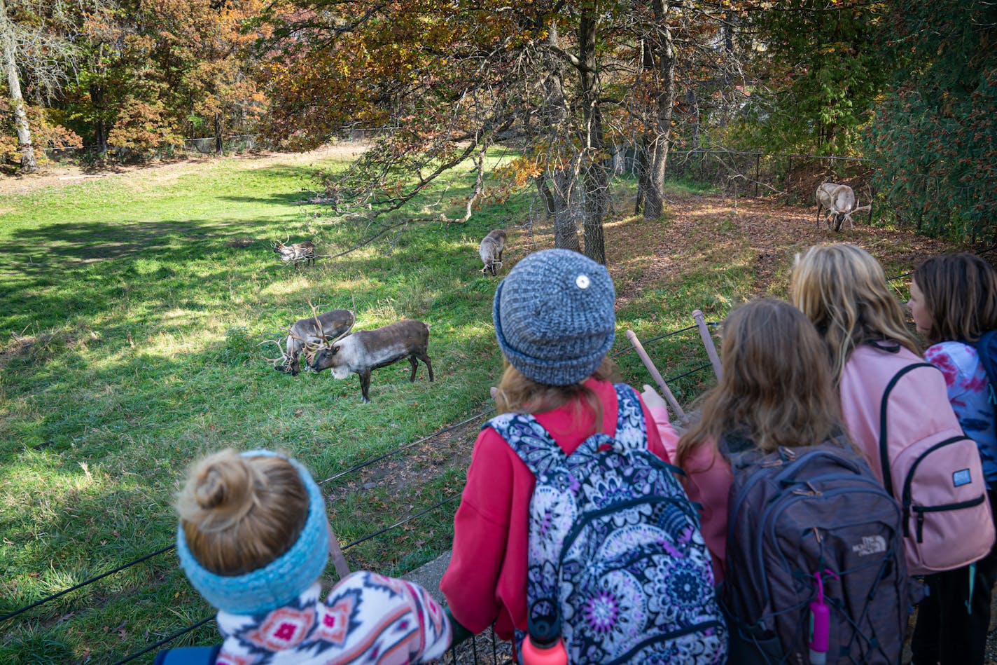 A group of fifth graders from Eastview Elementary School, in Lakeville, Minn. watched caribou graze in their enclosure Tuesday, Oct. 26, 2021, at the Minnesota Zoo in Apple Valley, Minn. The zoo vaccinated the herd and modified their enclosure after losing four of them last year to a disease carried by midges.