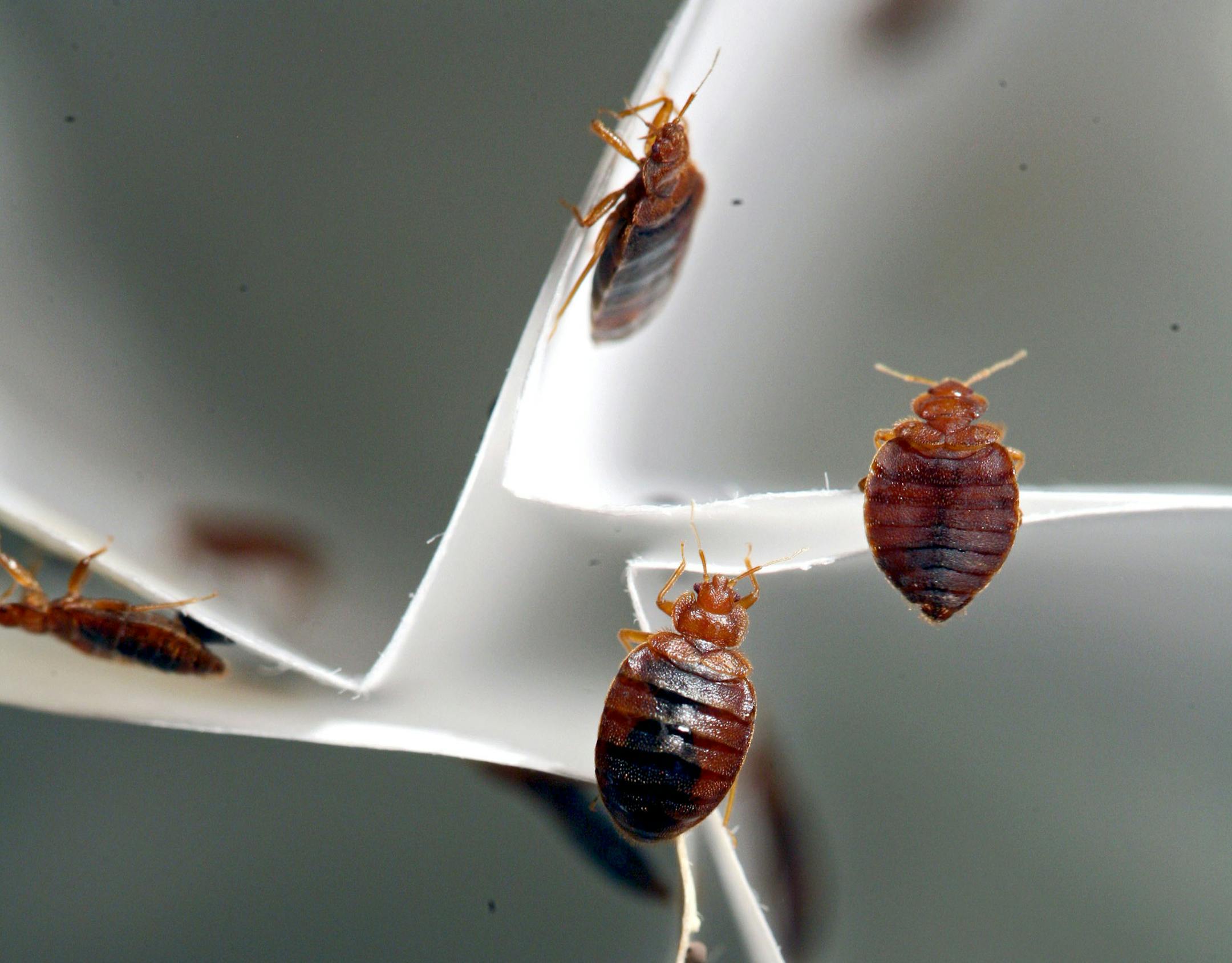 Bed bugs in the lab of Stephen Kells, a University of Minnesota entomologist, in St. Paul, Minn., Aug. 25, 2010. This month the Environmental Protection Agency and the Centers for Disease Control and Prevention issued a joint statement on bedbug control, and experts are now trying to figure out why bedbugs have made such a come back since the 1990's. (Allen Brisson-Smith/The New York Times)