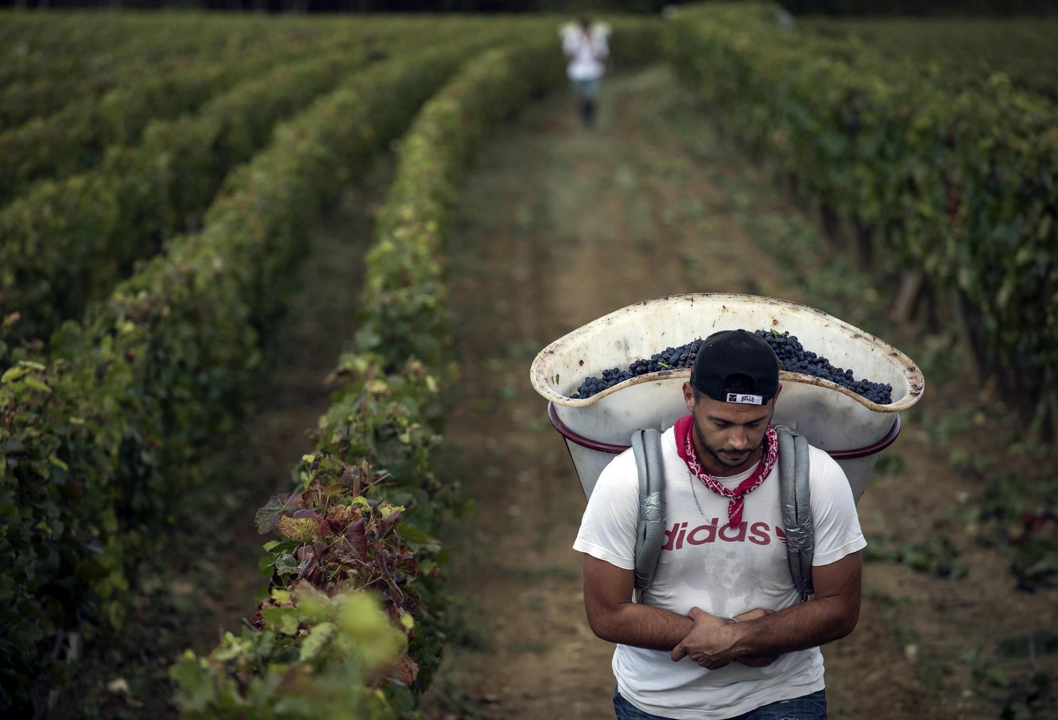 FILE - In this photo taken on Sept.12 2017, a worker carries red grapes in a burgundy vineyard during the grape harvest season, in Volnay, central France. Speaking at China International Import Expo, French President Emmanuel Macron announced an agreement between the European Union and China about the mutual protection of food and alcohol products, to be formally signed on Wednesday. Amid 26 protected French products are the Champagne, wines including those from Bordeaux and Burgundy regions, Co