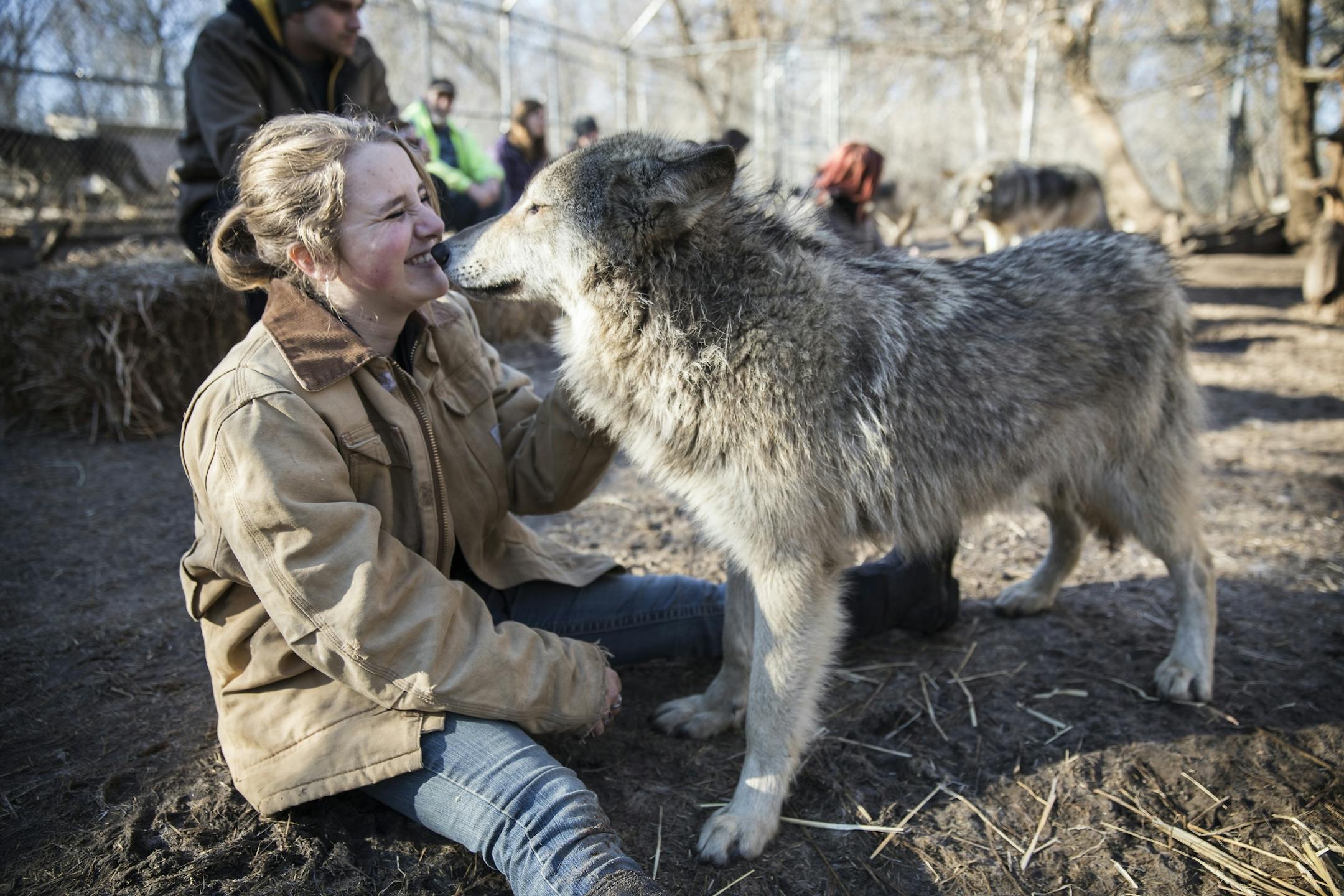Megan Callahan-Beckel, 17, daughter of the executive director of the Center, greets a wolf in it's old habitat before moving them.