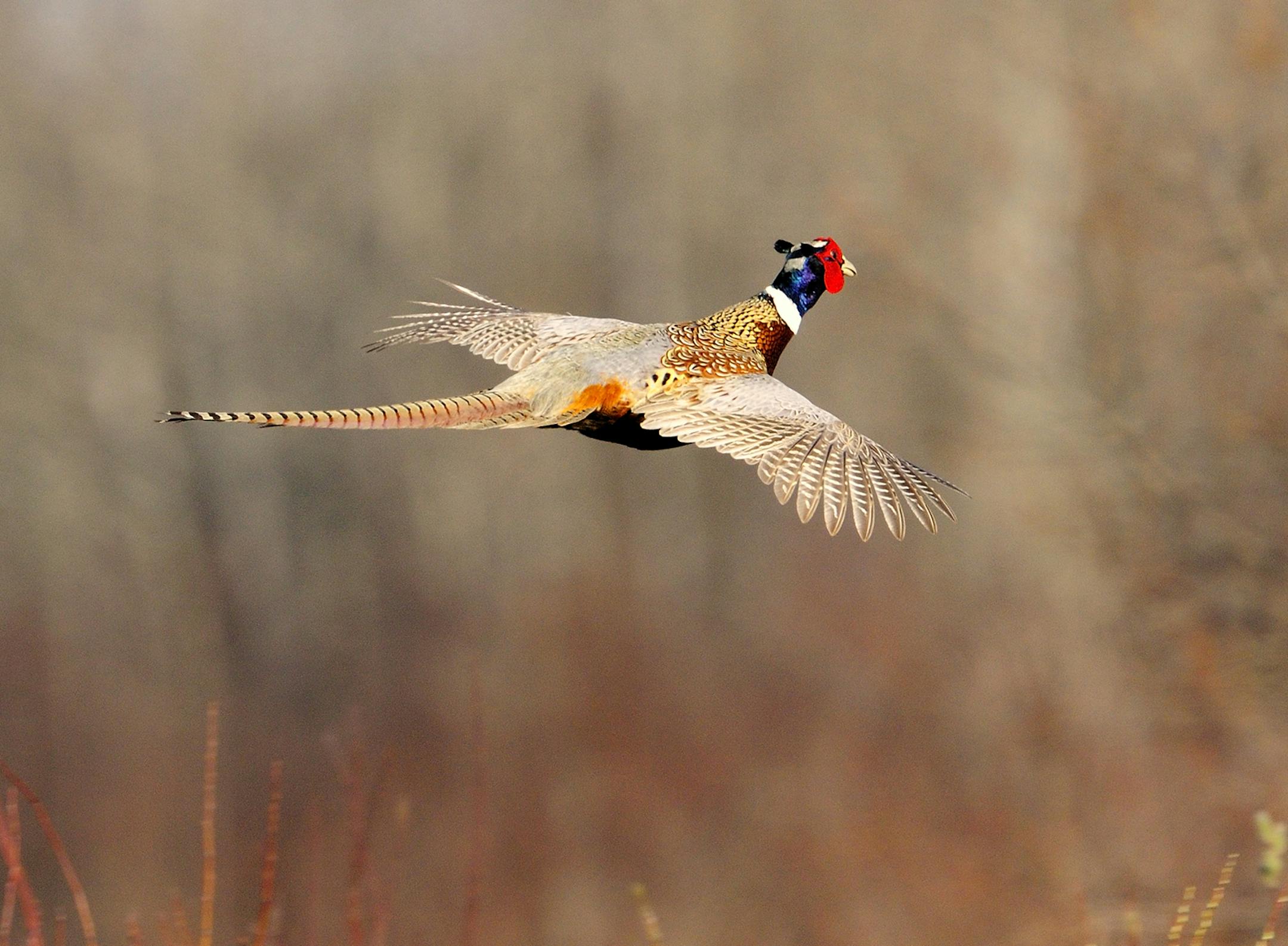 DO NOT USE! ONE-TIME USE WITH BILL MARCHEL COPY ONLY. Photo by Bill Marchel. Pheasant numbers are down in Minnesota and surrounding states, but a smart hunter can still find a few birds.