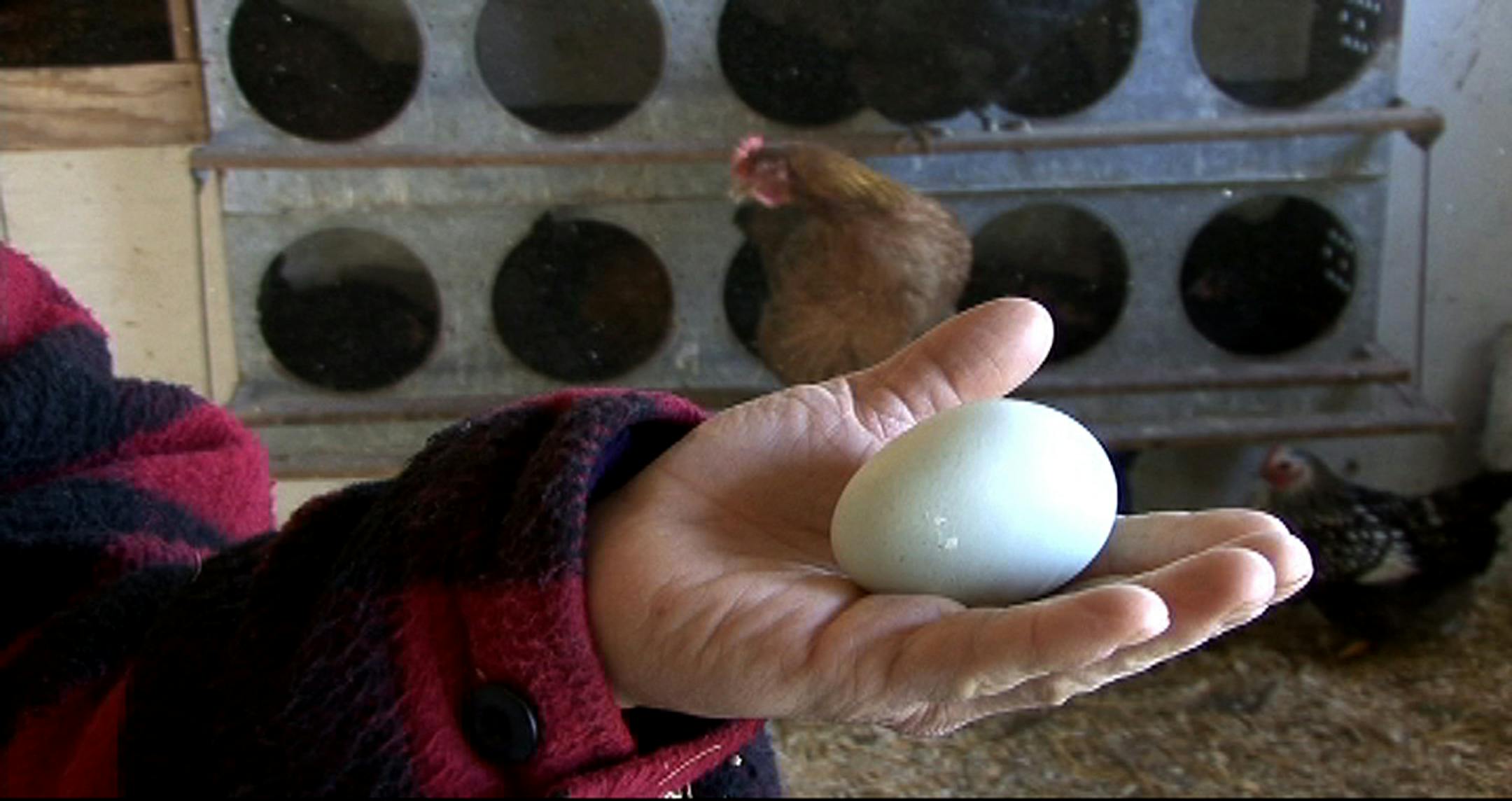 All 300 of the Simple Harvest Farms free range chicken are able to move freely around the farm.